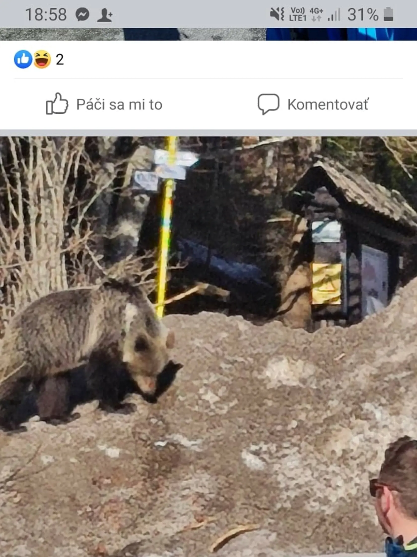 Nezodpovední turisti si medvedicu nakrúcali a hádzali jej potravu.