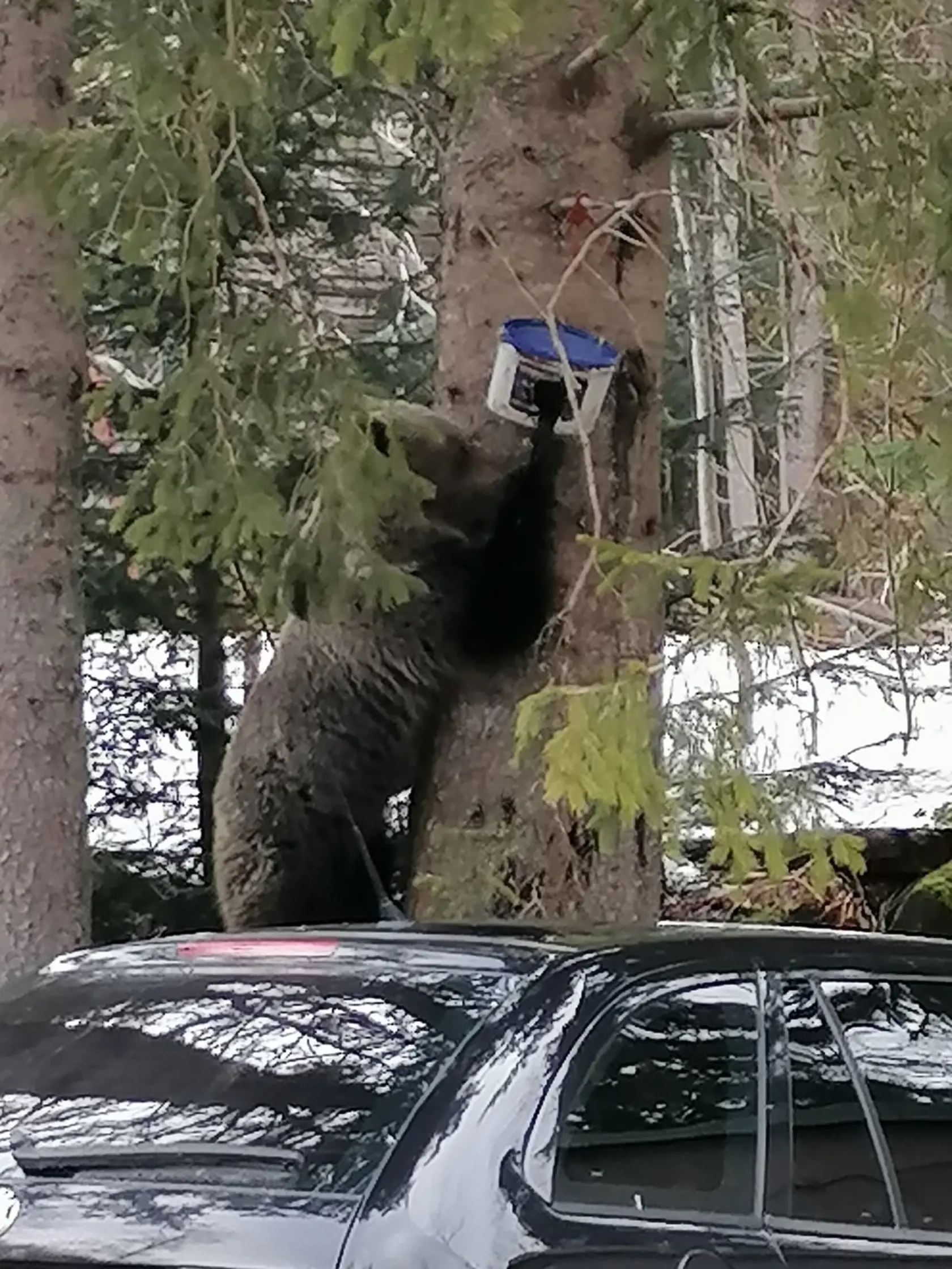 Nezodpovední turisti si medvedicu nakrúcali a hádzali jej potravu.