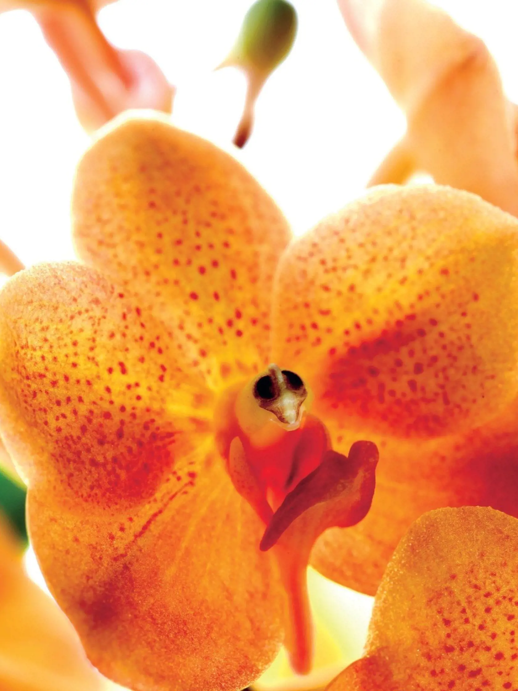 Orchidea