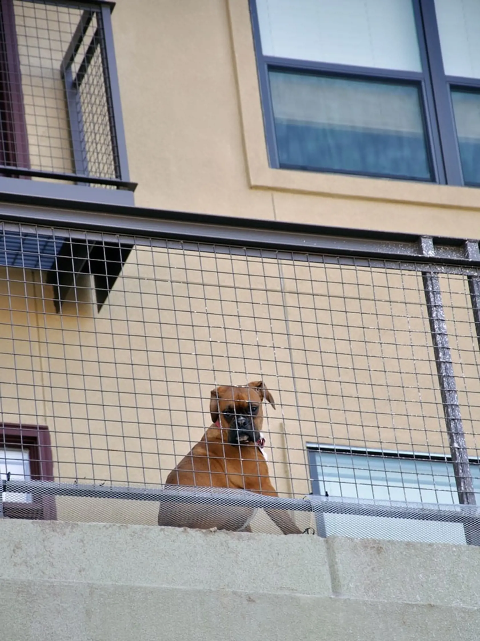 Psí miláčik dokáže niekedy poriadne znepríjemniť susedské spolunažívanie.