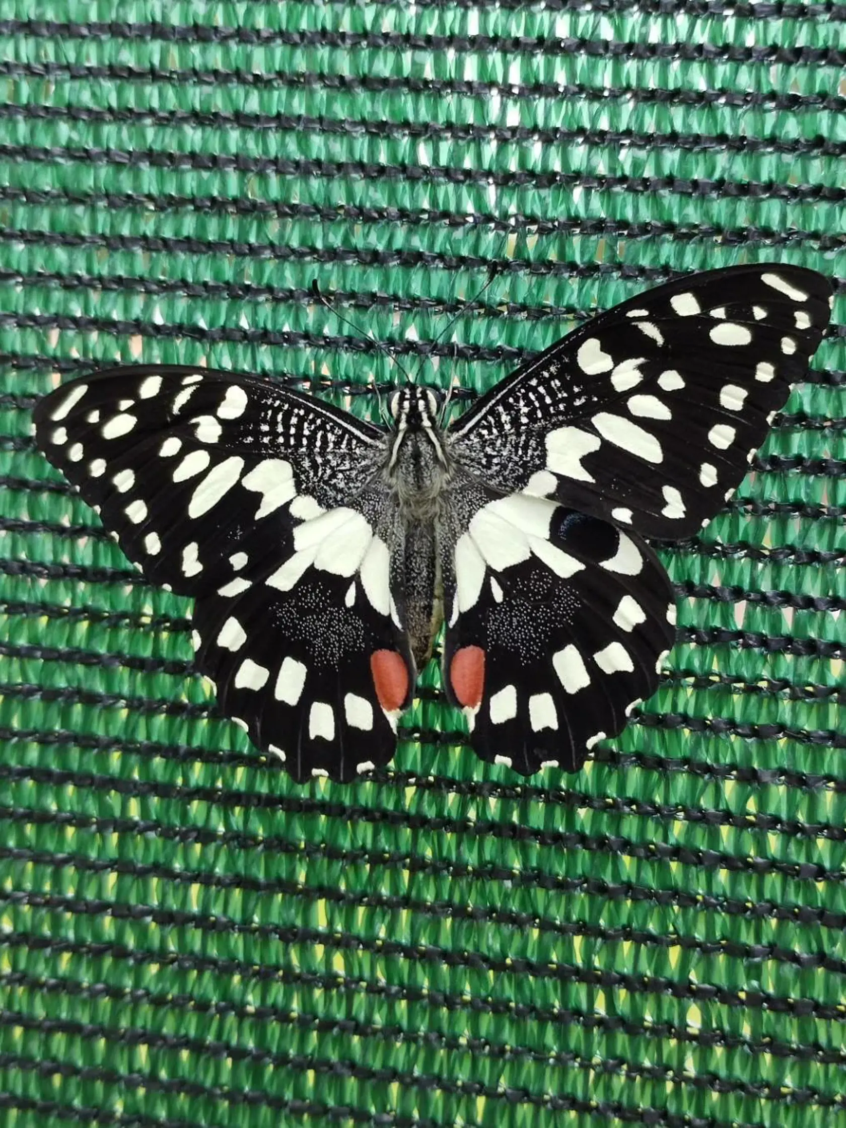 Papilio demoleus alebo inak vidlochvost citrusový.