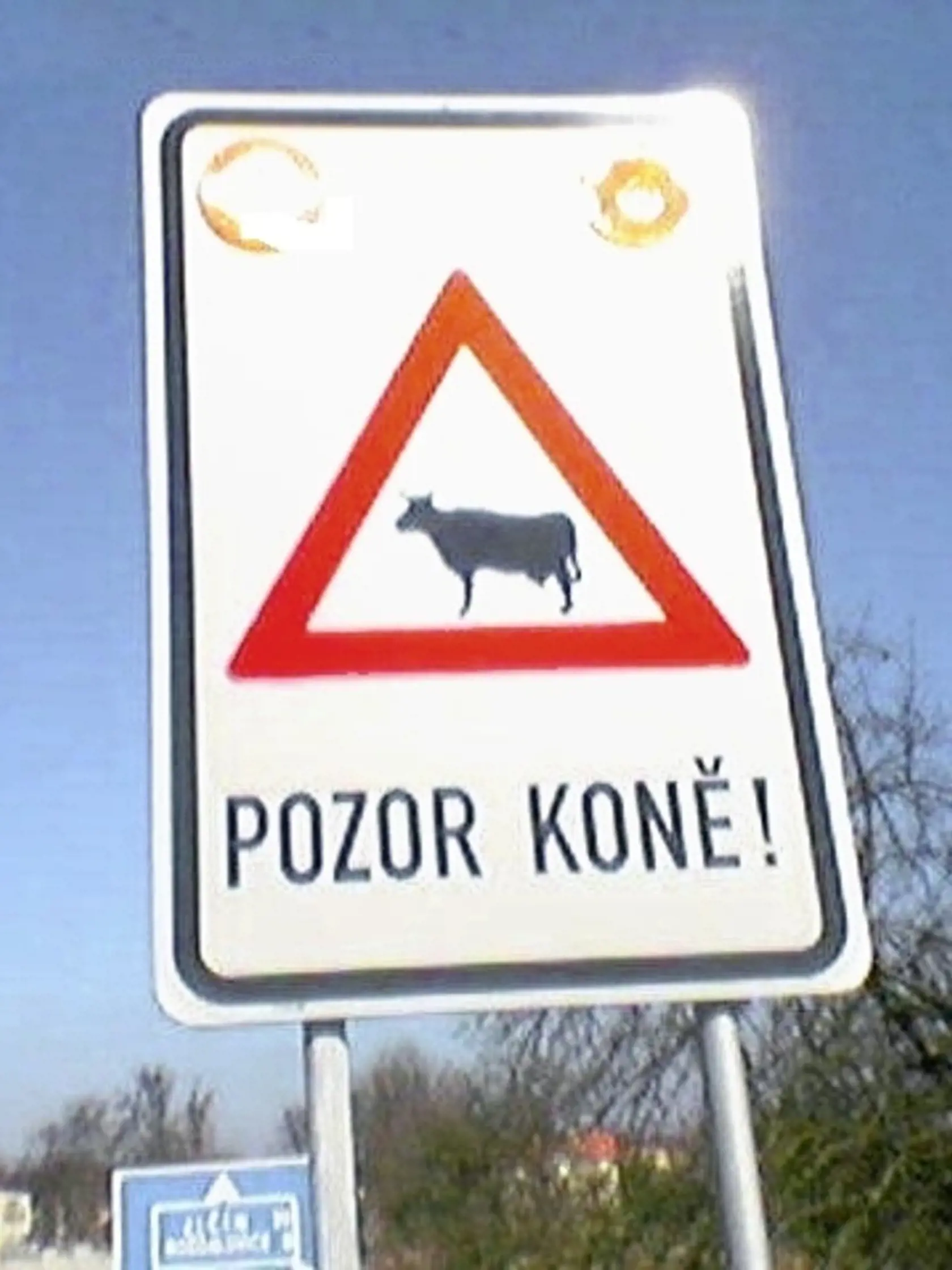 Keď kravy môžu byť kone.