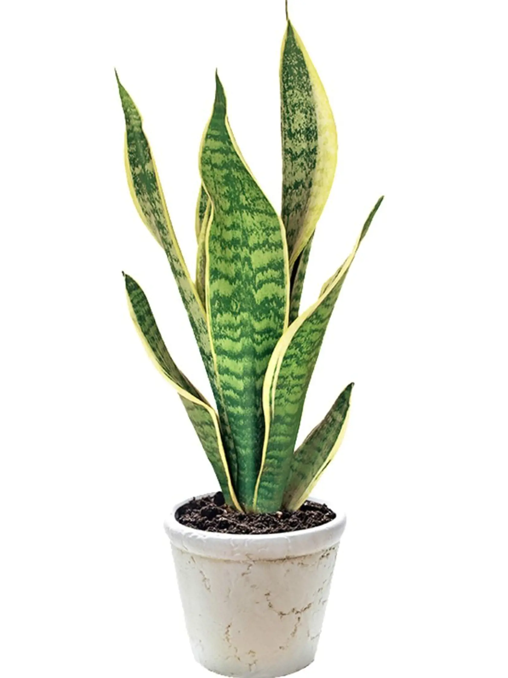Sansevieria