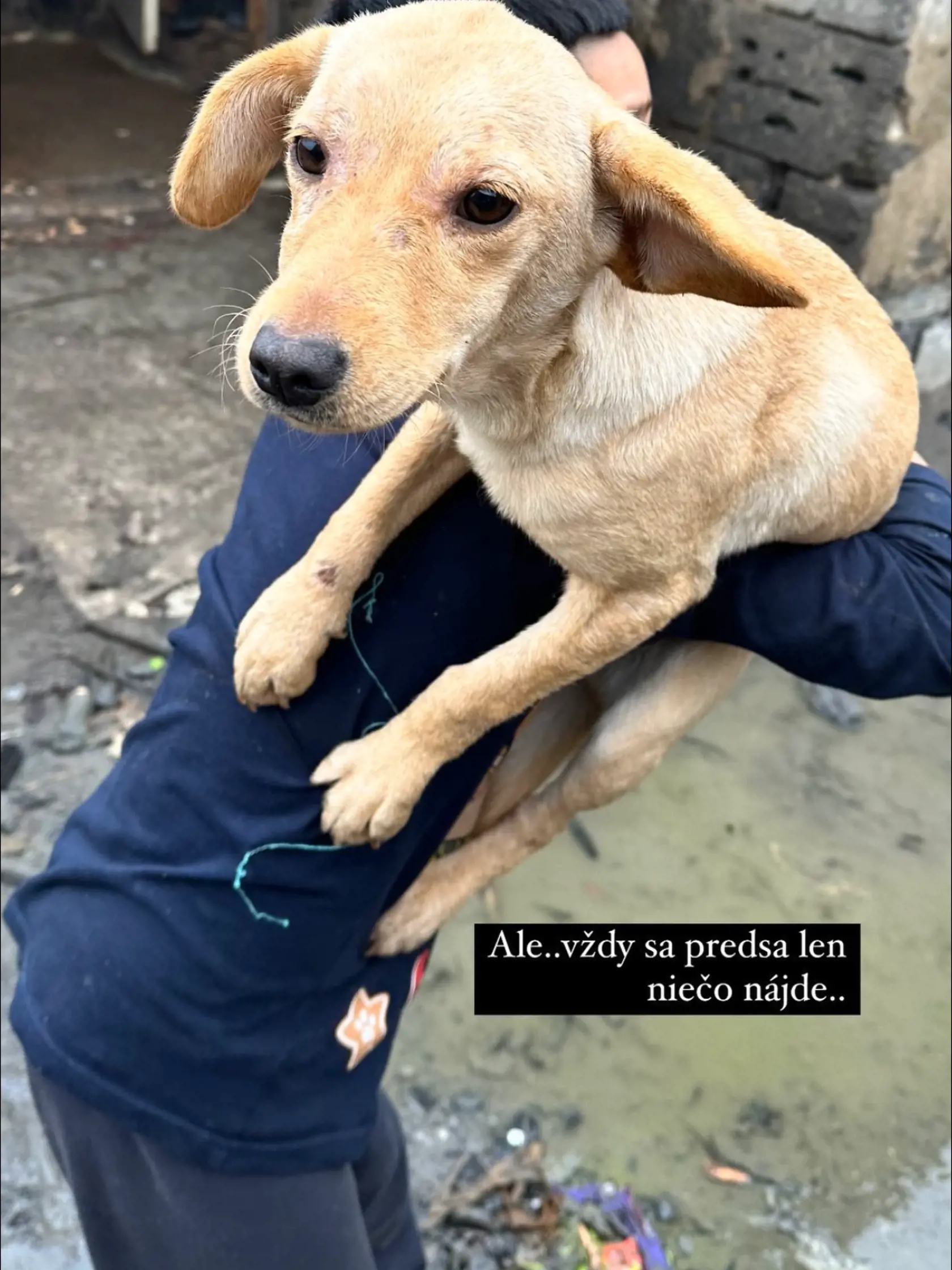 Psy sú v osadách skôr ako hračky.