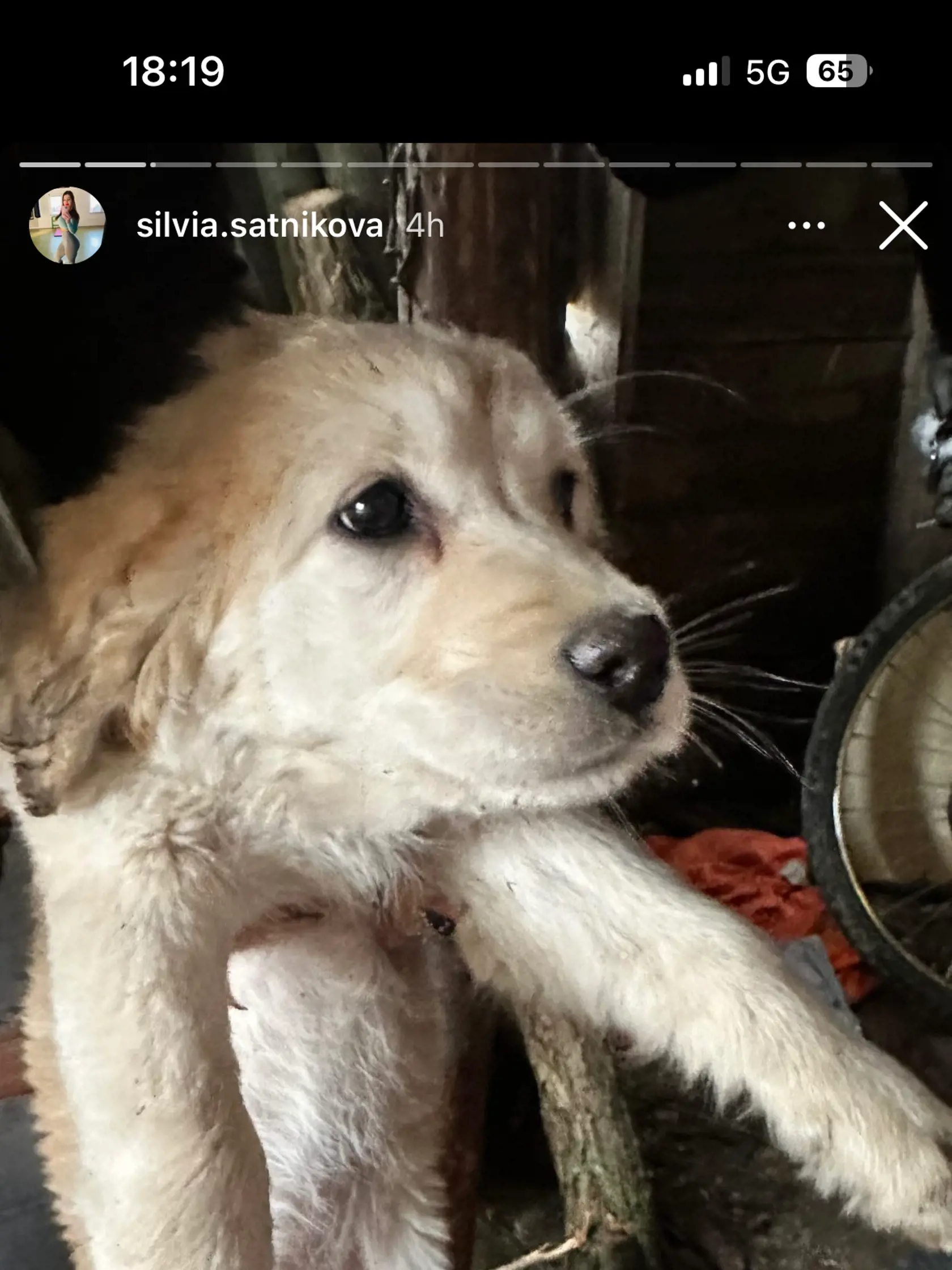 Psíky zachraňuje z rúk vagabundov.