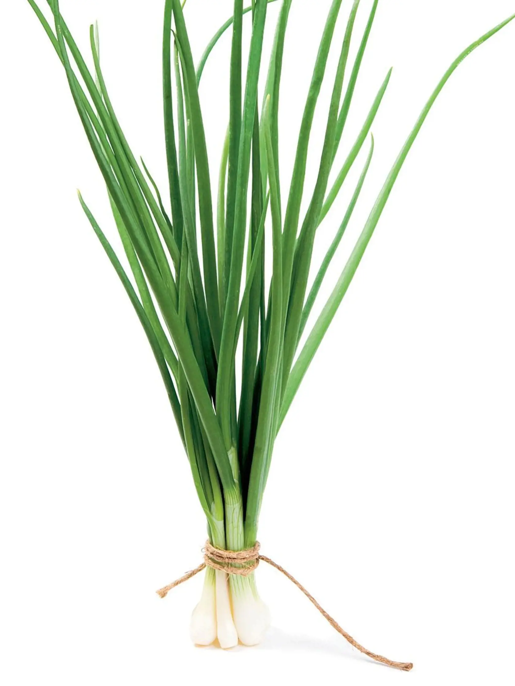 Cibuľa