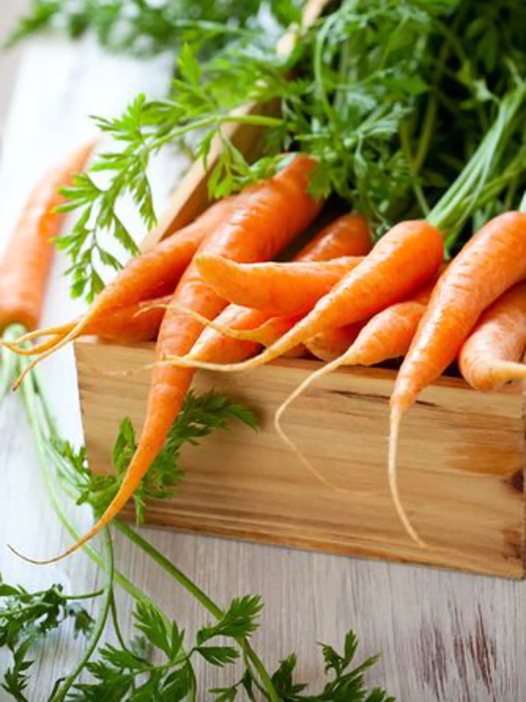 Mrkva obsahuje množstvo vitamínov a minerálov potrebných pre správne fungovanie nášho organizmu.