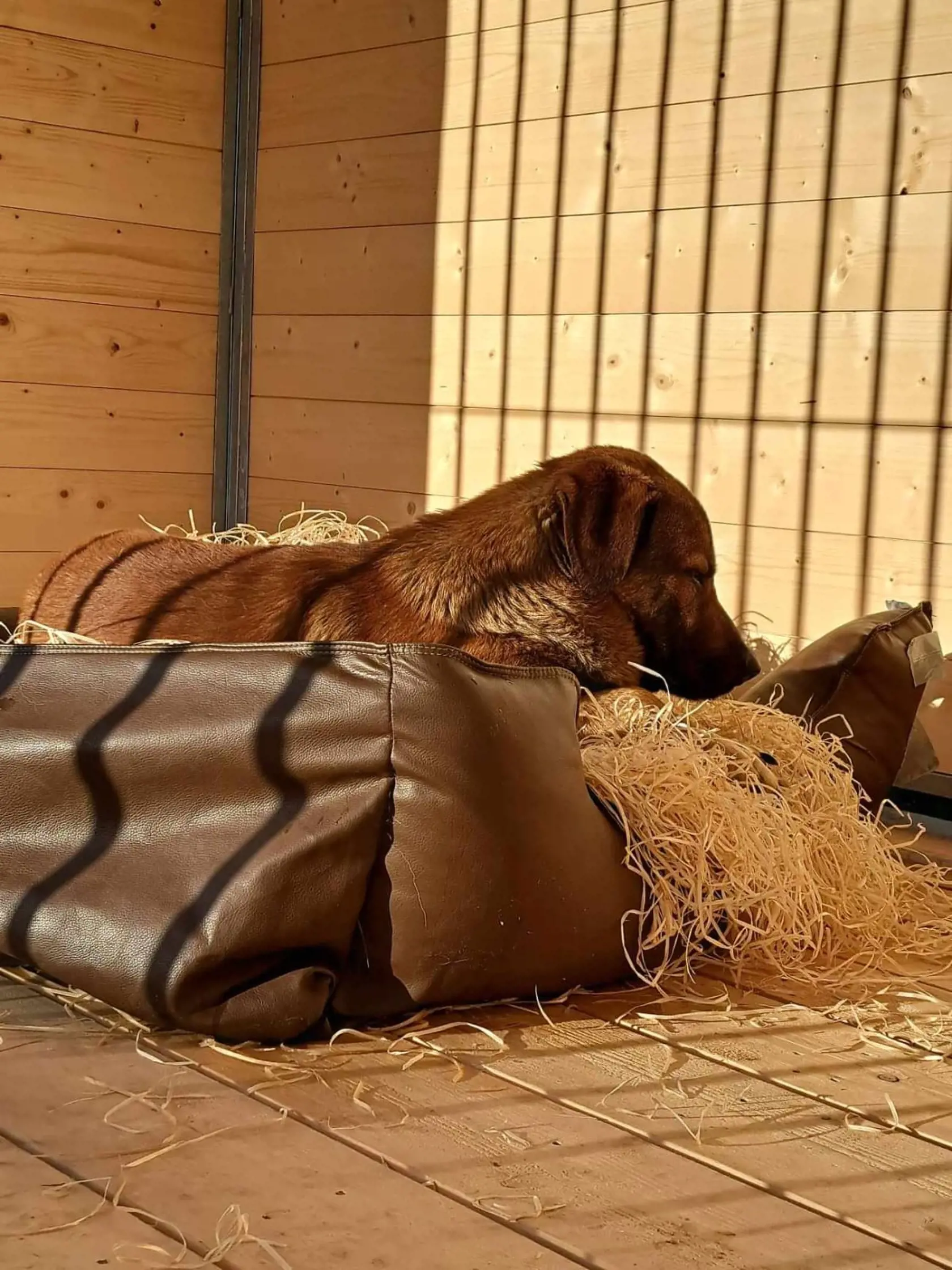 Jessie si pomaly zvyká na to, že jeho život na špinavom balkóne, kde žil vo vlastných výkaloch, sa skončil.