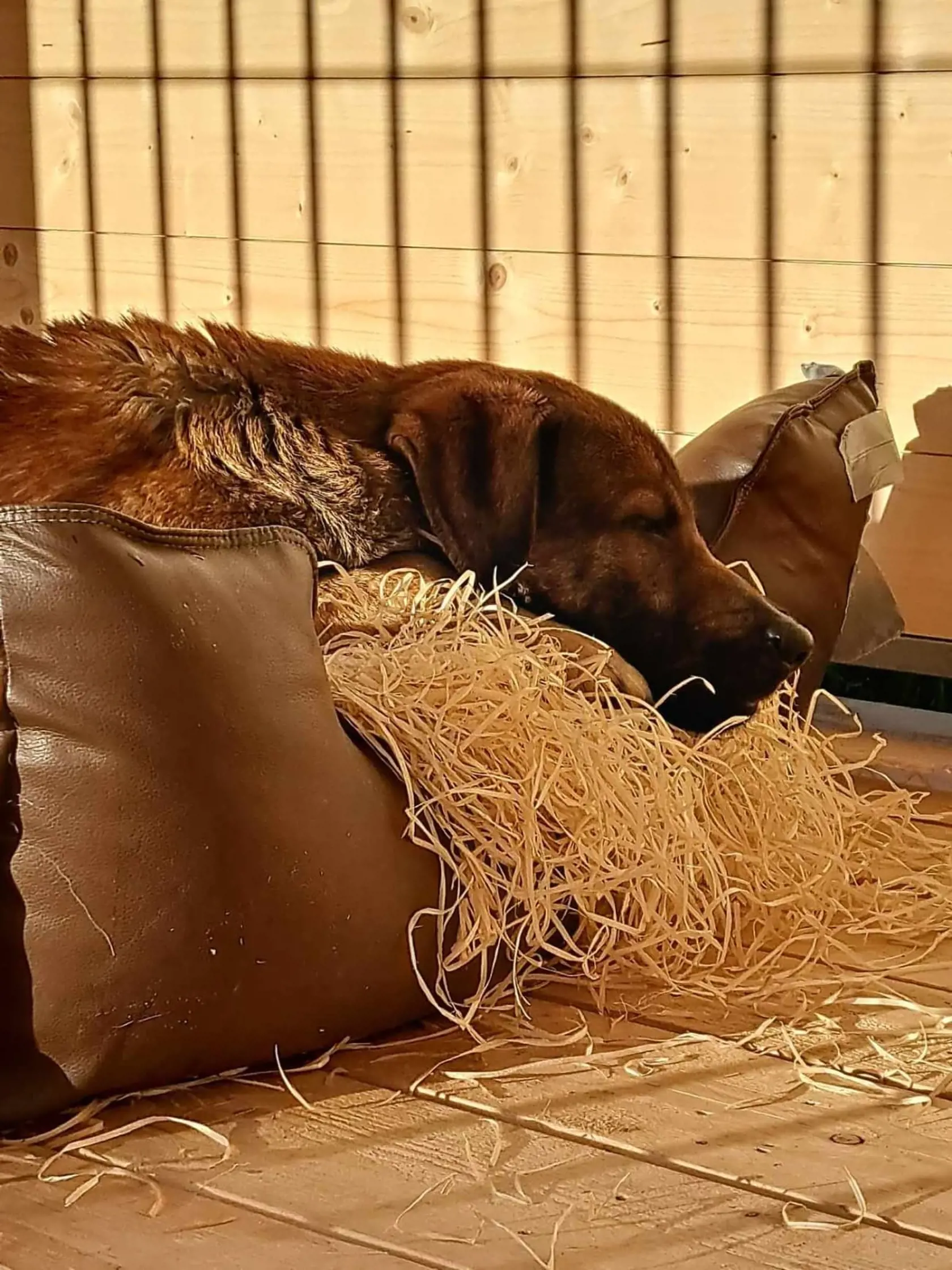 Takto spokojne oddychuje Jessie dnes, už v čistom prostredí.