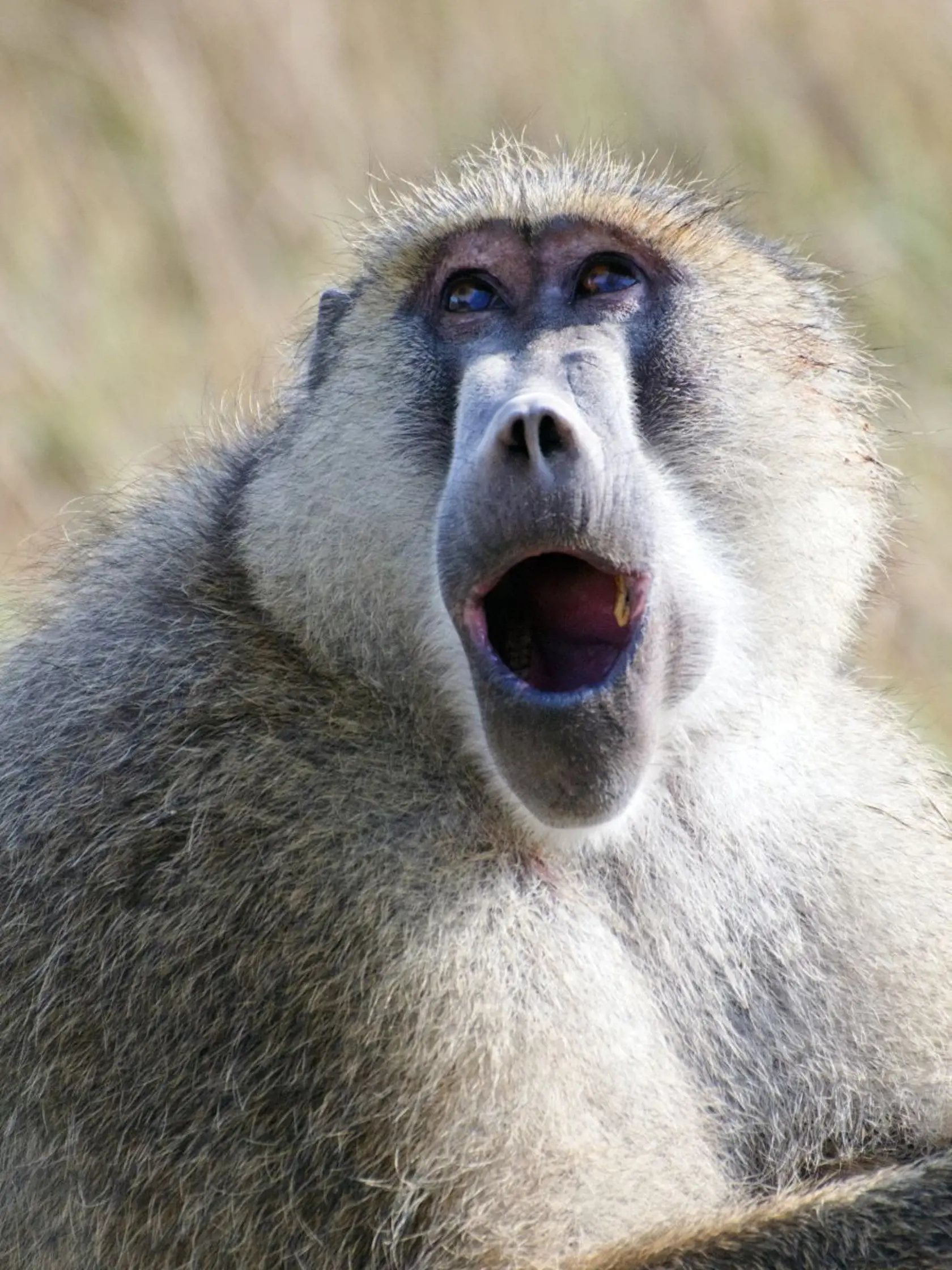 Národný park Amboseli
