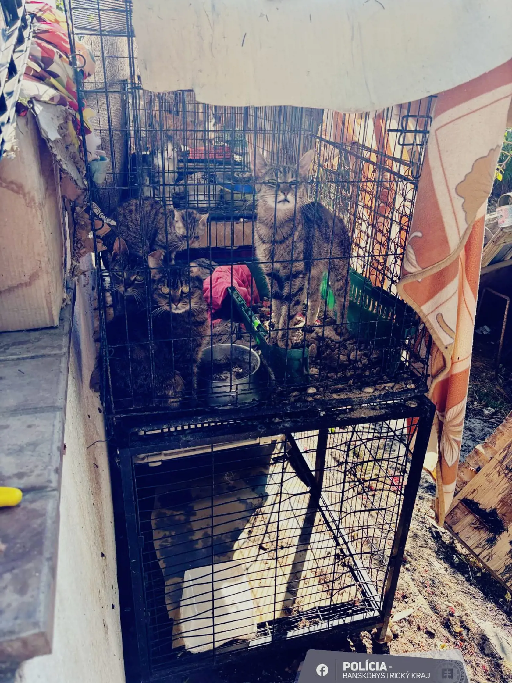 Pri požiari bývalej "bažantnice" sa zranila žena a uhynuli štyri psy.