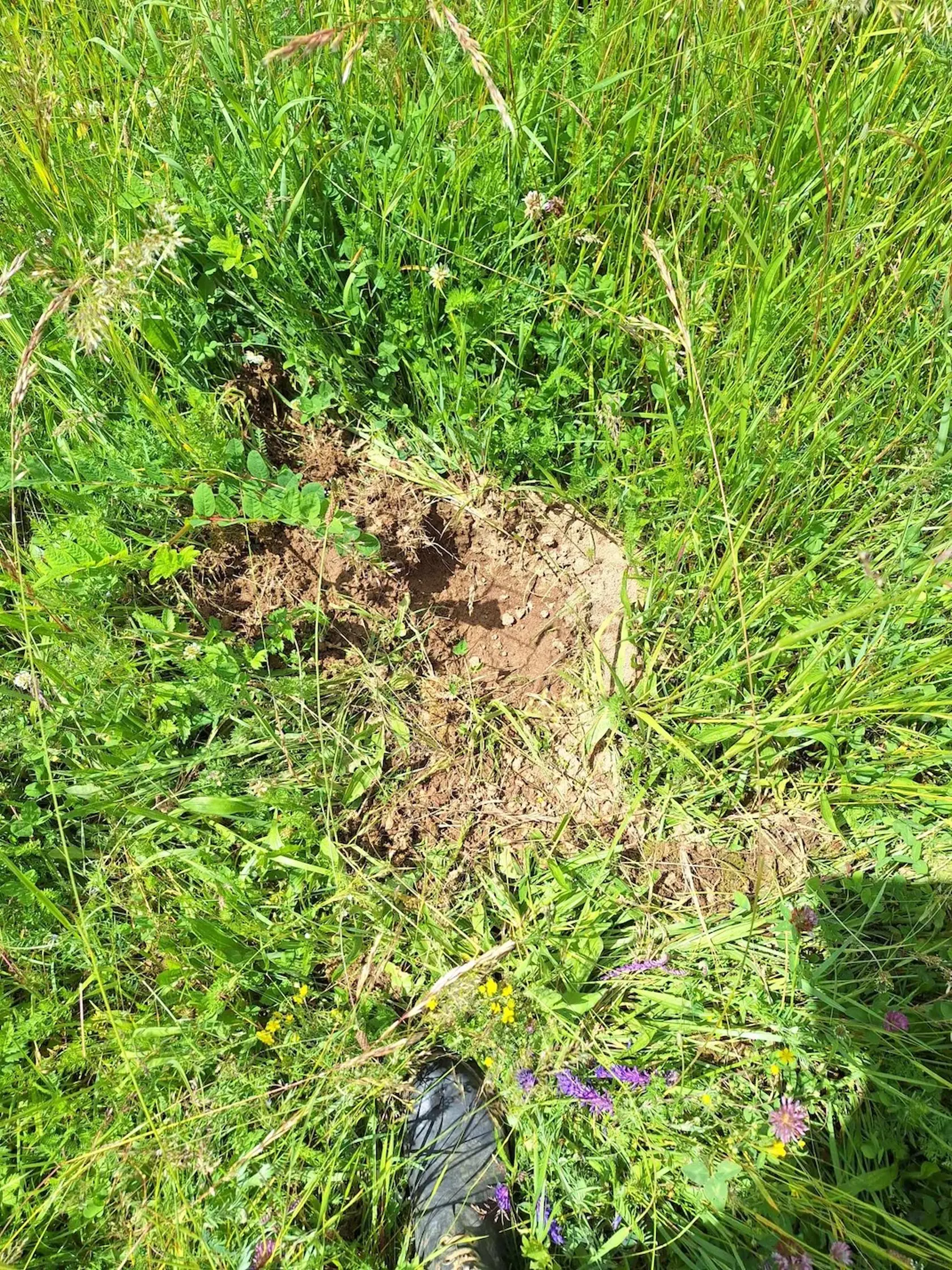 Domáci spomínajú, že ich tu stretnete na ulici na dennom poriadku. Žiaľ, táto téma delí ľudí na dva tábory aj tu.