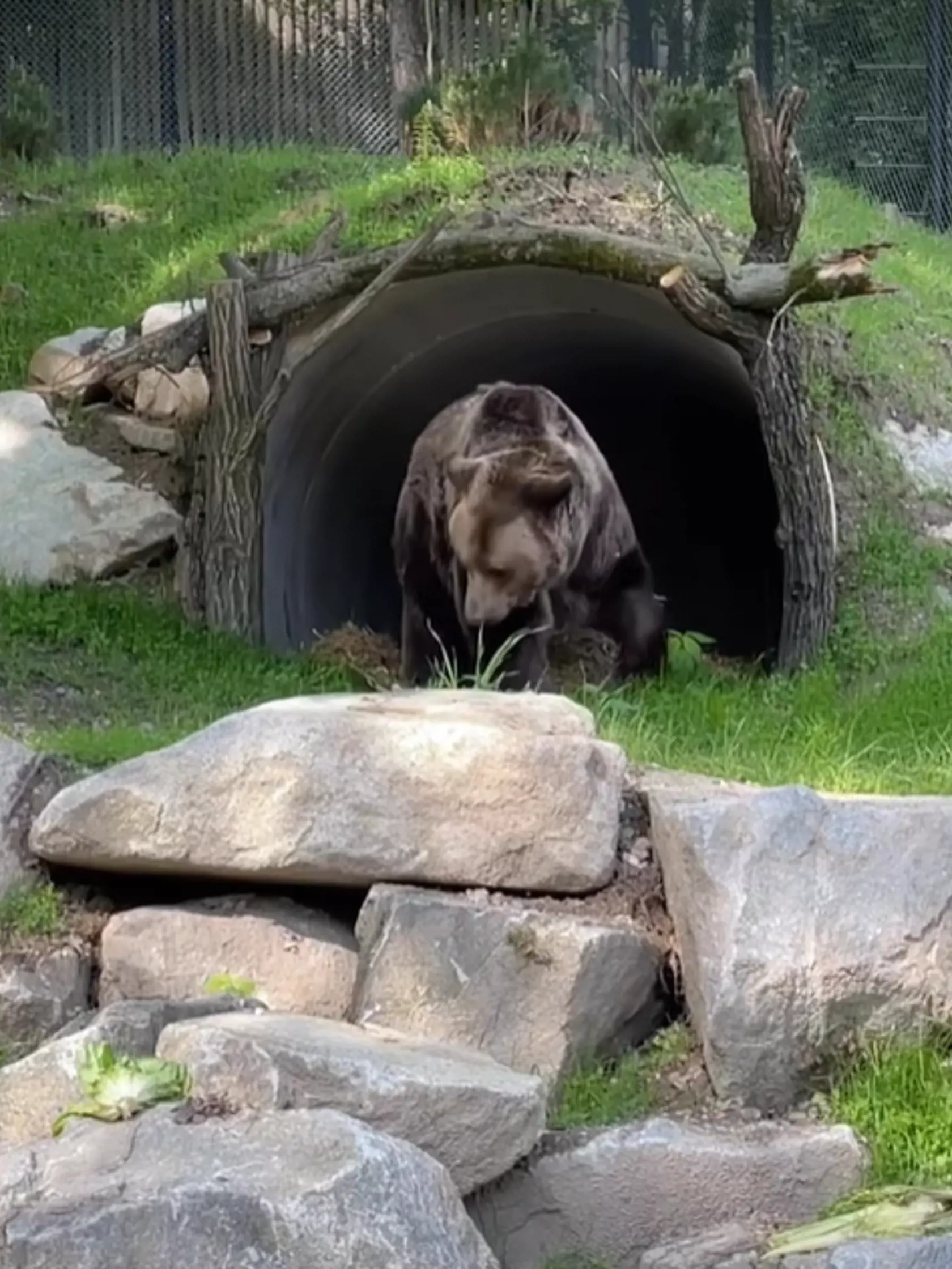 Medveď Félix, dlhoročný obyvateľ bratislavskej zoologickej záhrady vo veku 27 rokov, dostal vynovené priestory.