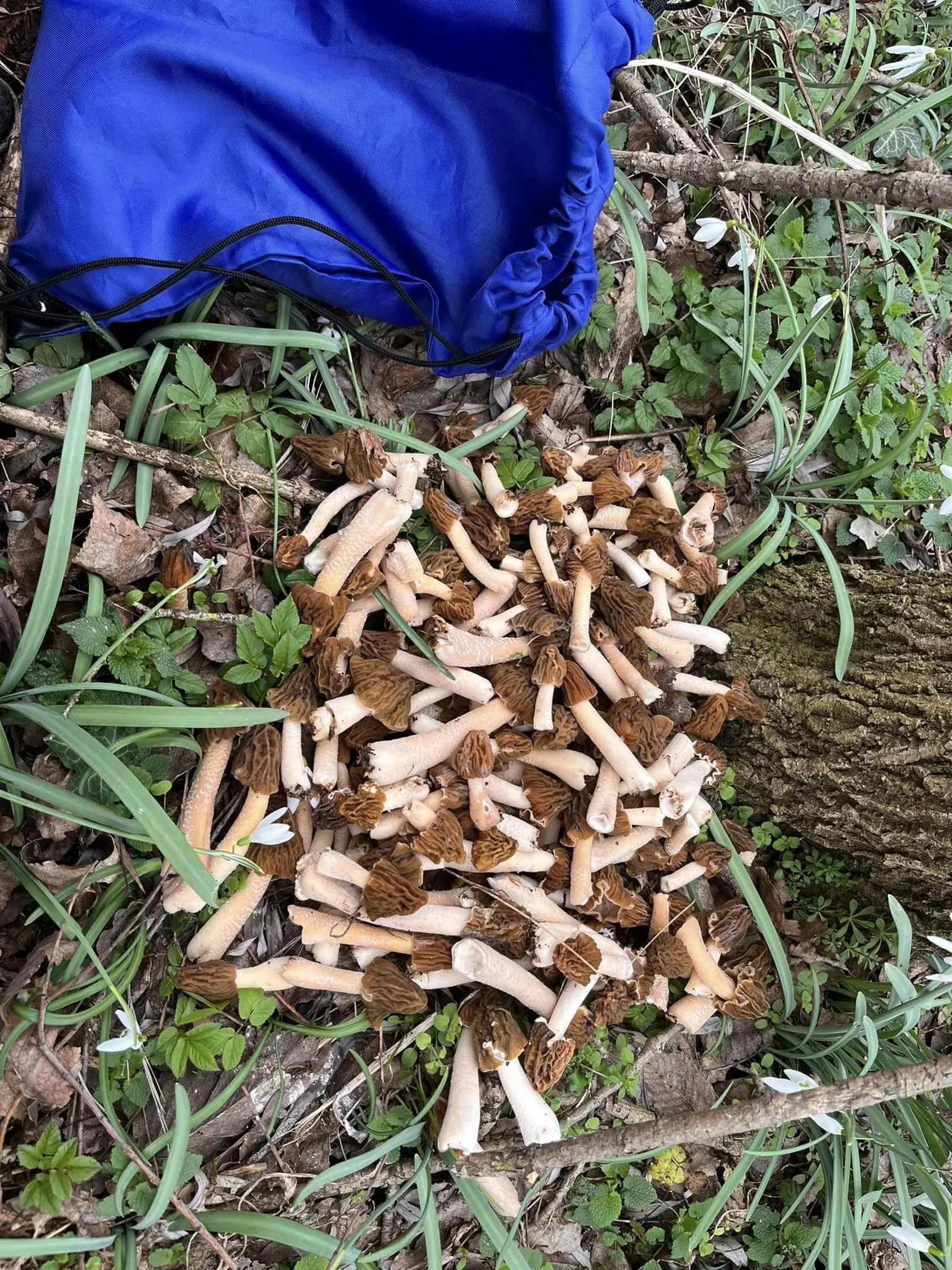 Tohtoročné smrčkovce.