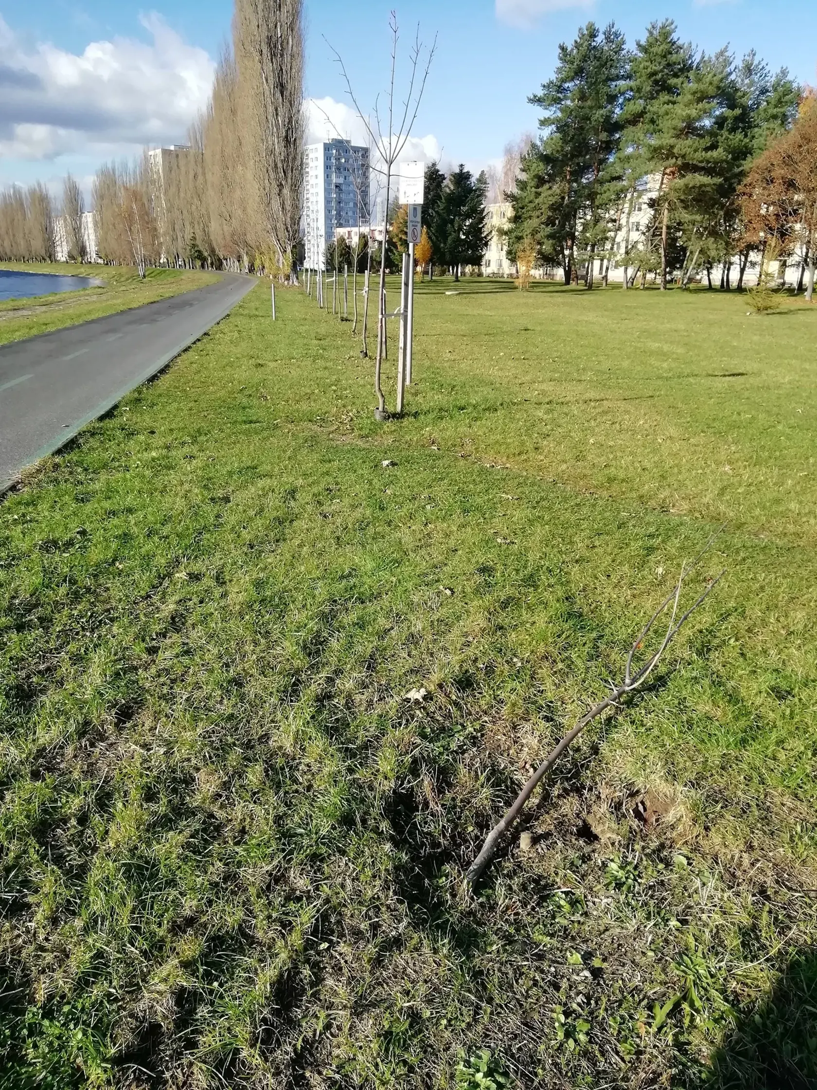 V Liptovskom Mikuláši niekto vypílil mladé vysadené stromčeky.