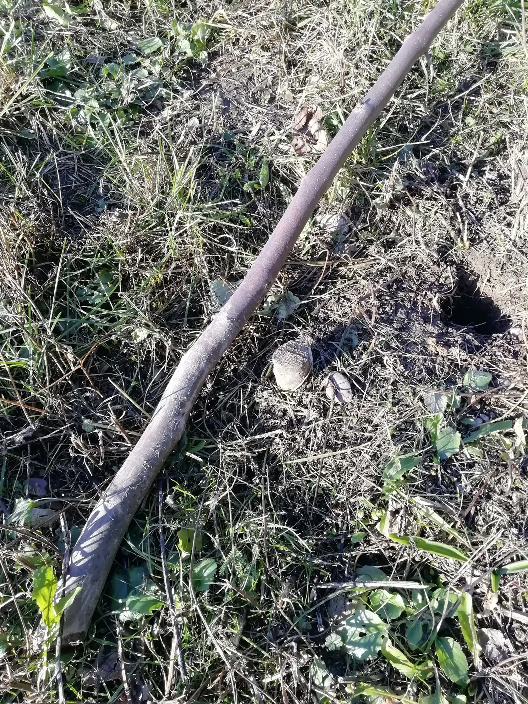 V Liptovskom Mikuláši niekto vypílil mladé vysadené stromčeky.