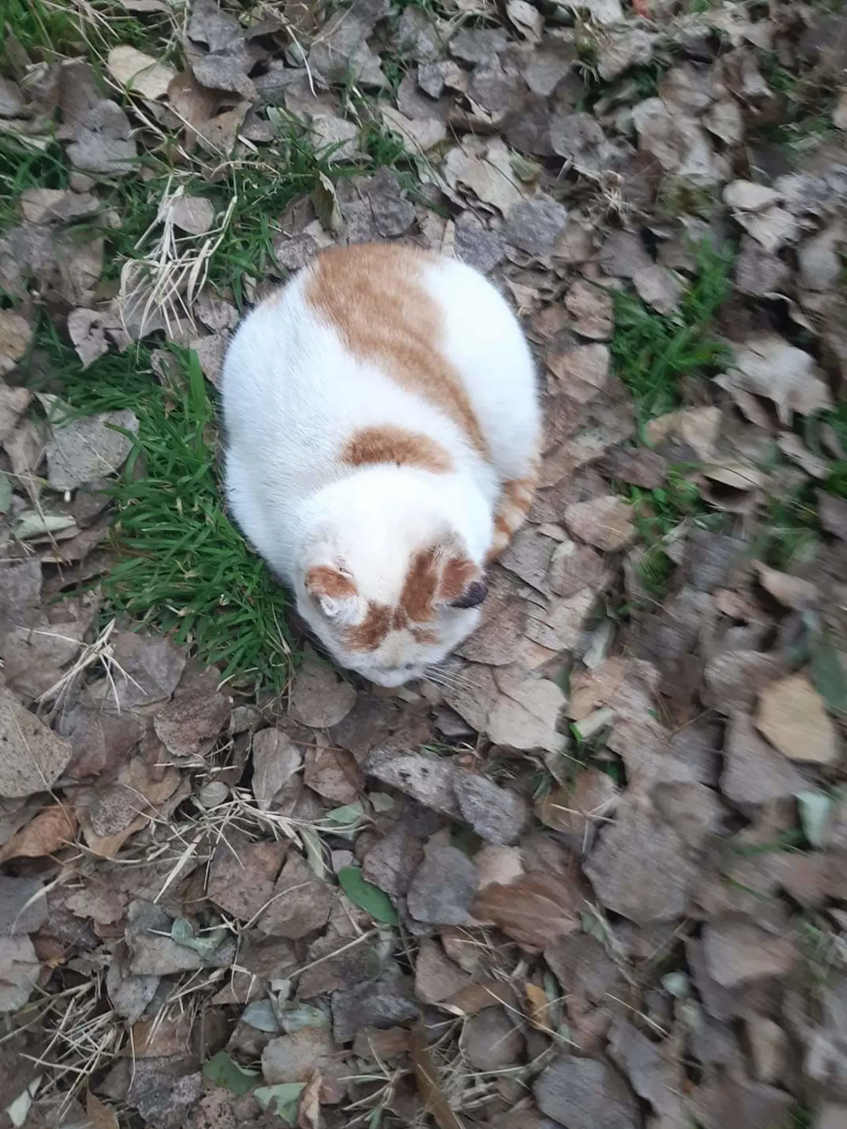 kocurik