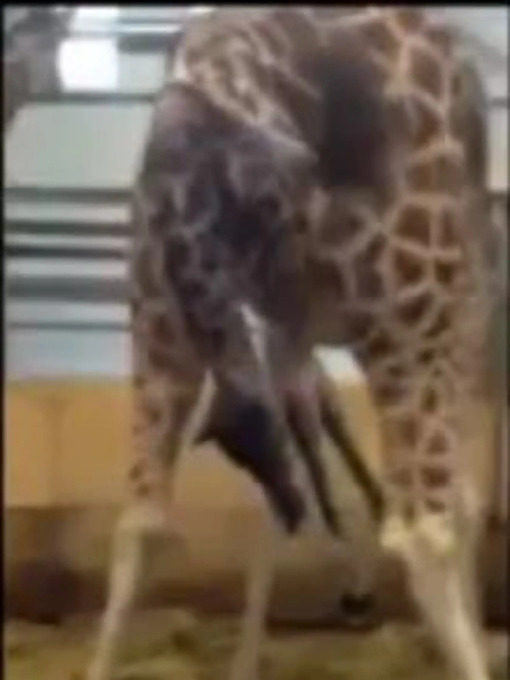 Malá žirafa sa narodila v ZOO v Devone.
