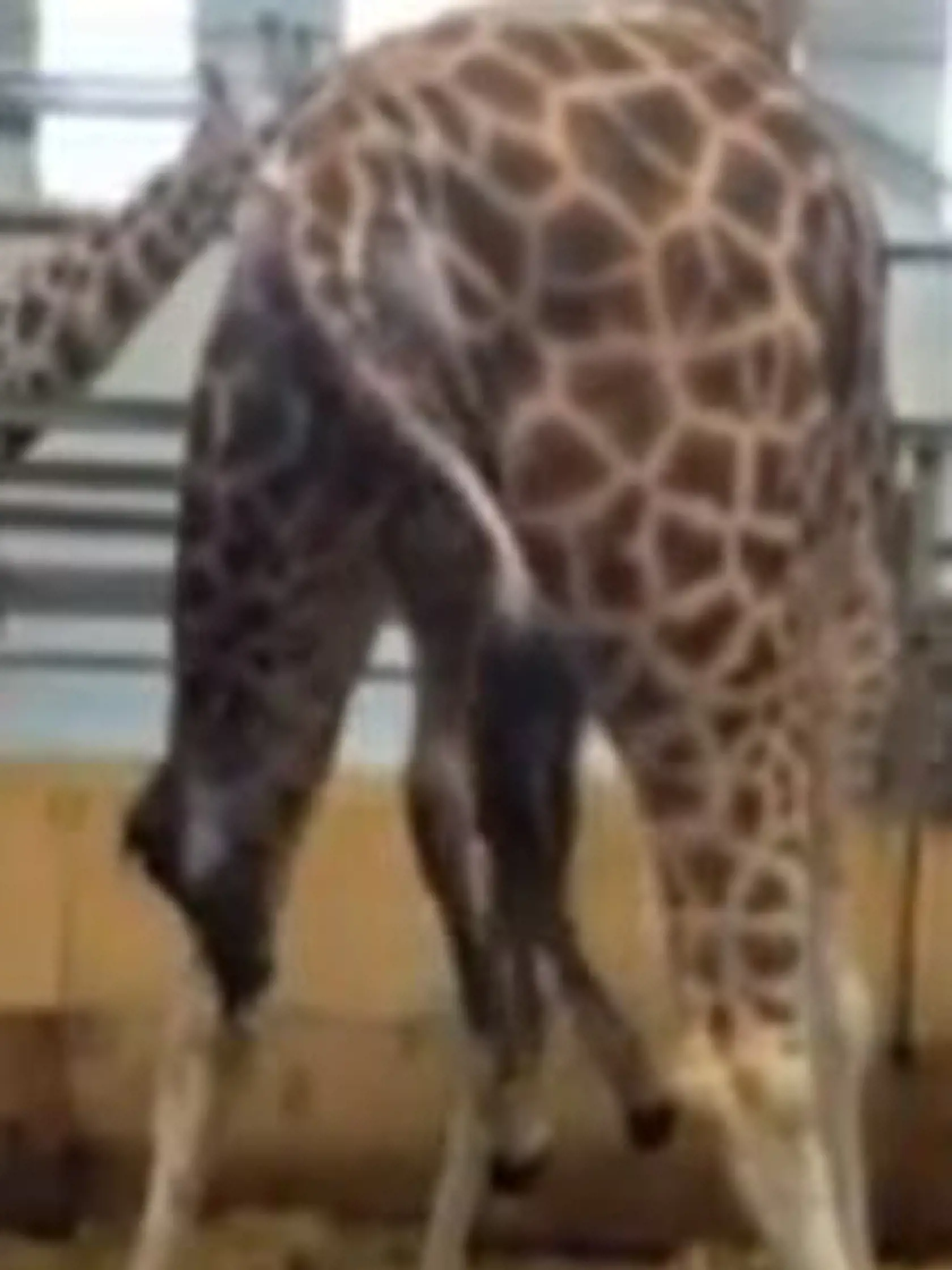 Pôrod žirafi snímal personál zo ZOO Paignton.