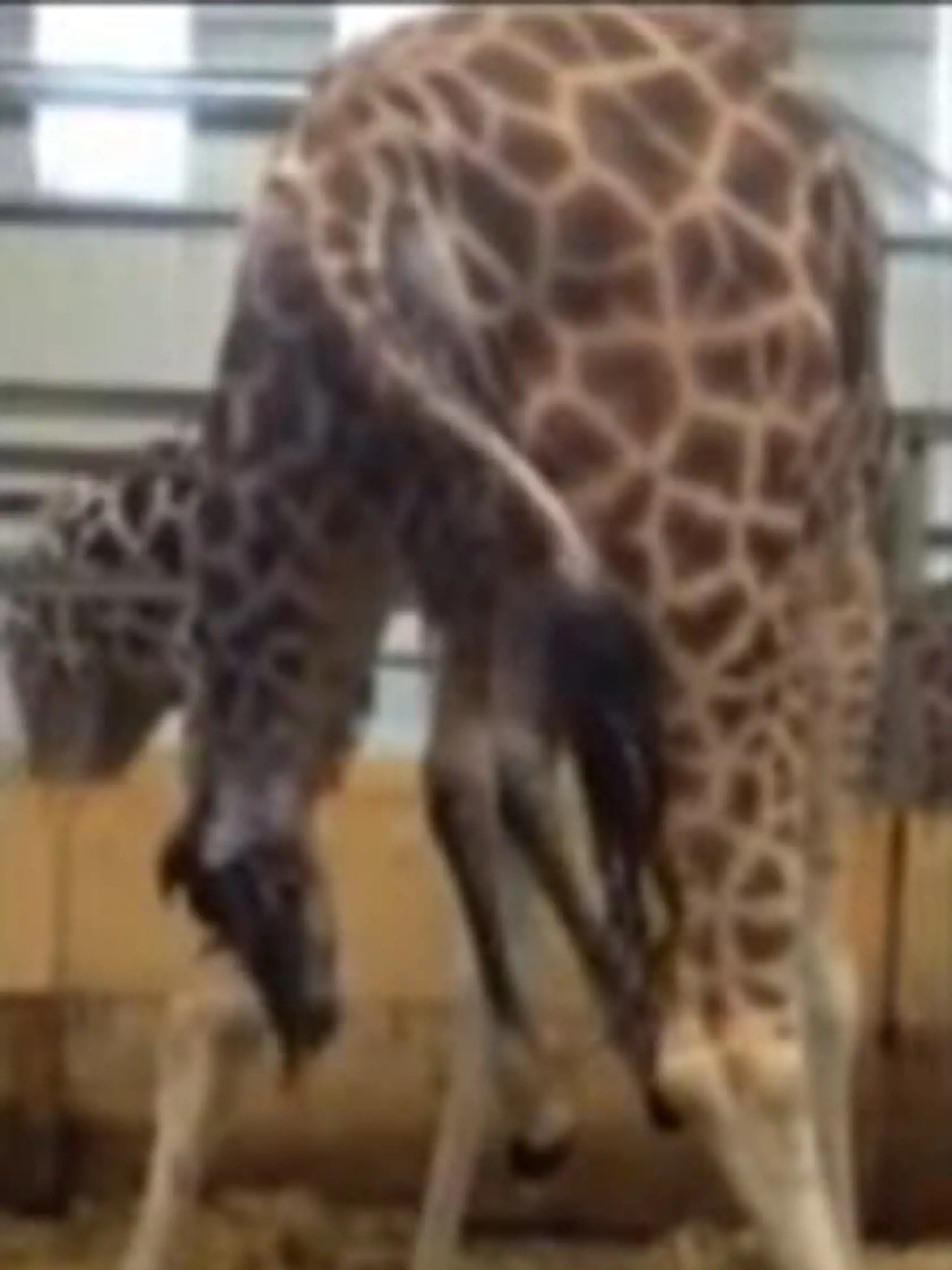 Malá žirafa sa narodila v ZOO v Devone.
