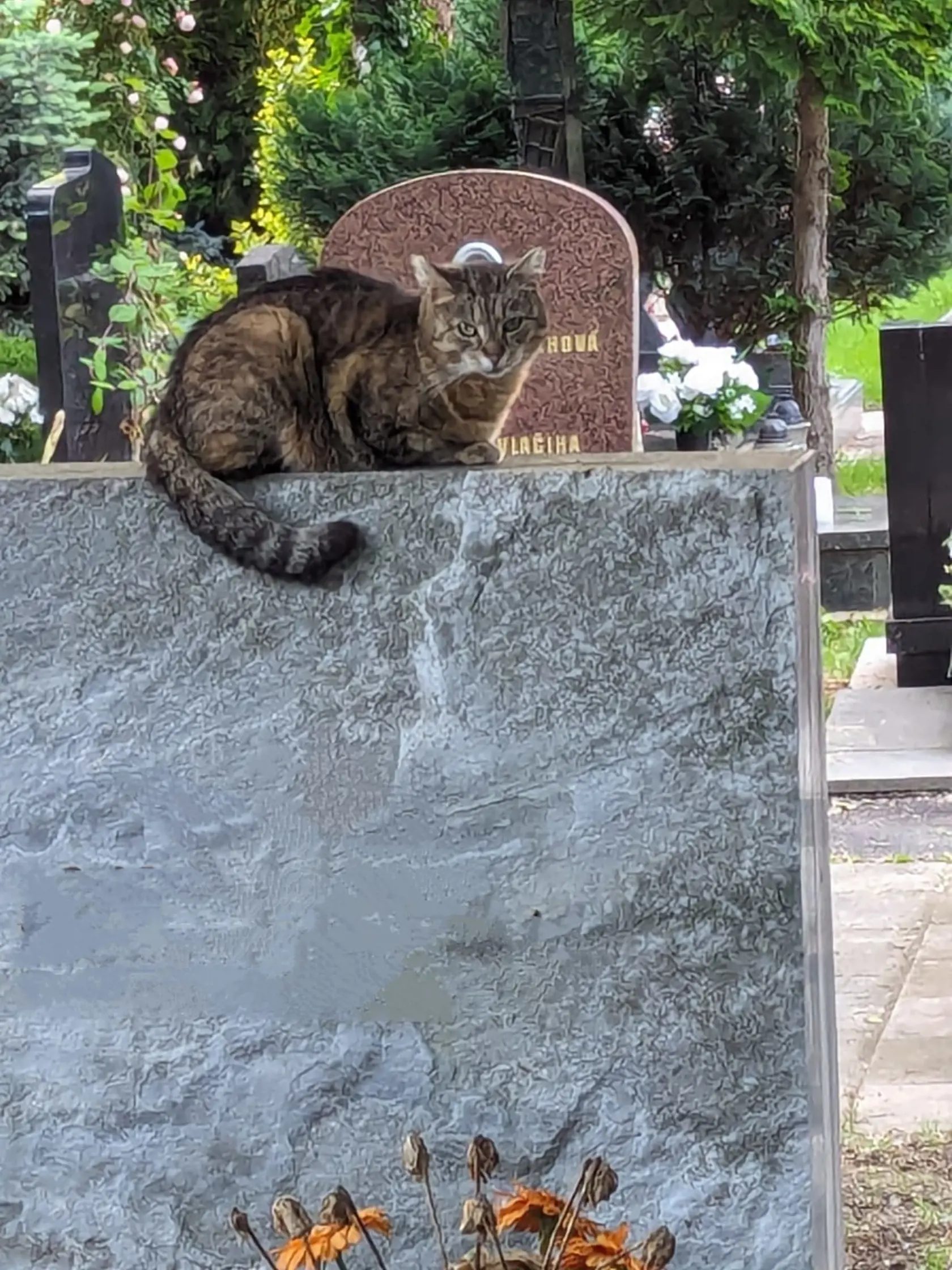 Pompézna hrobka Jozefa Majského aj s mačacou návštevou.