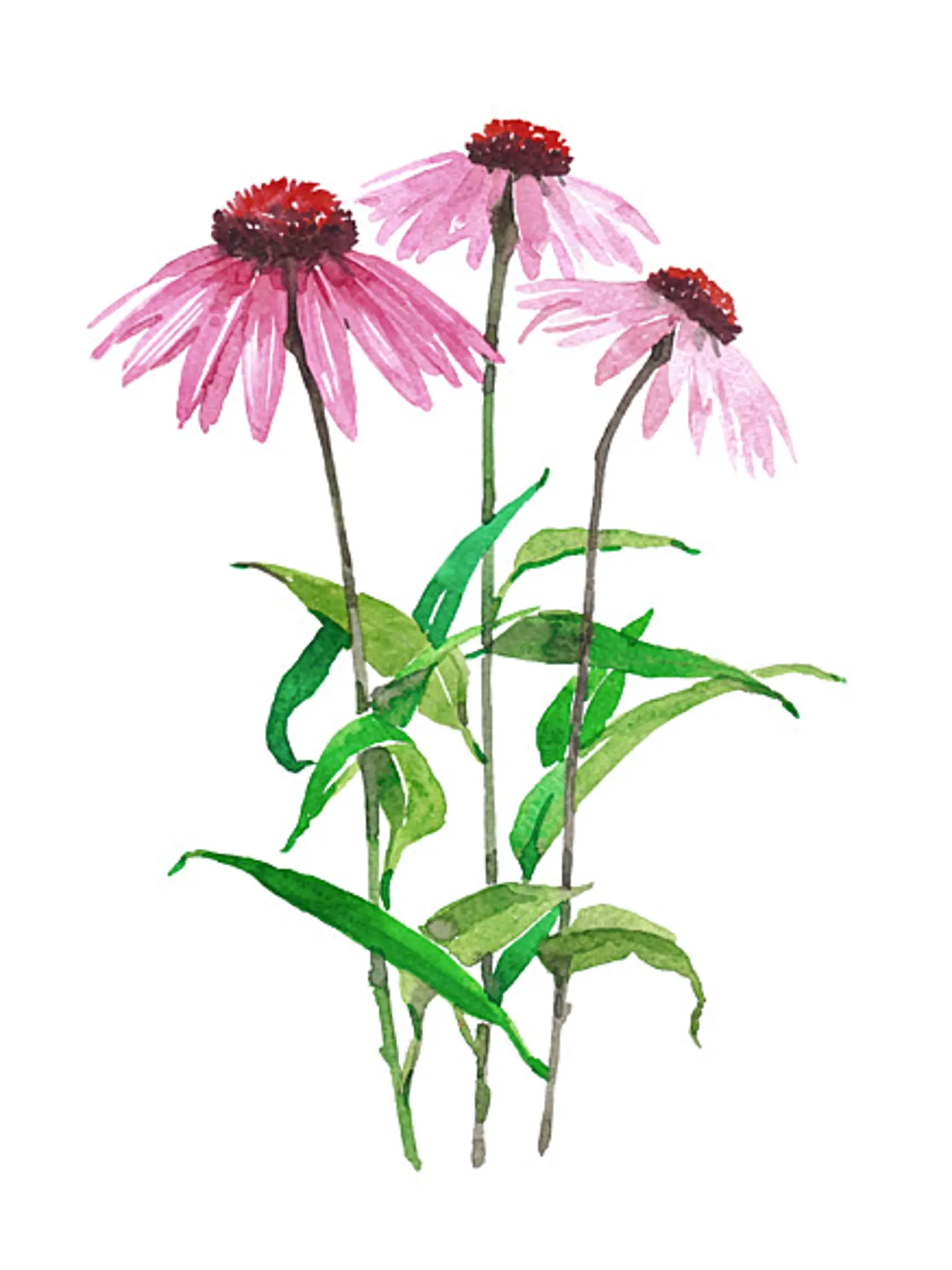 Echinacea