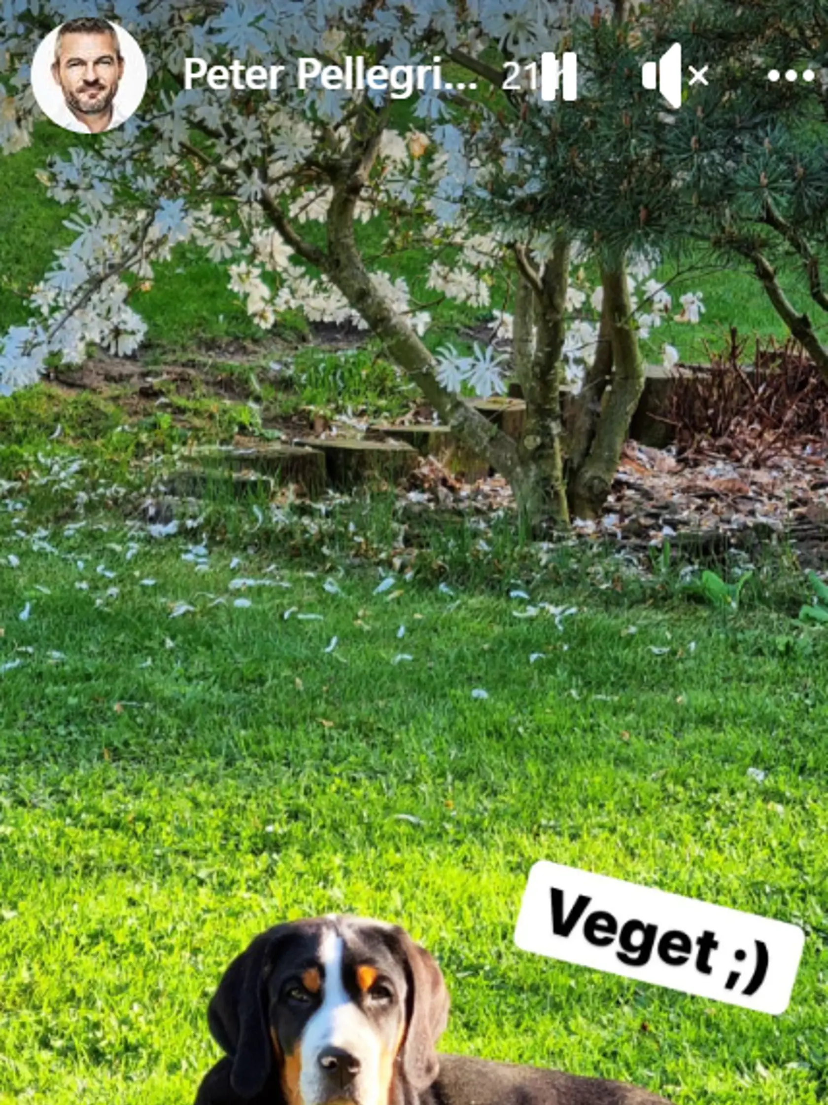 Líder strany Hlas-SD Peter Pellegrini uverejnil idylickú fotku so svojím novým štvornohým kamarátom.