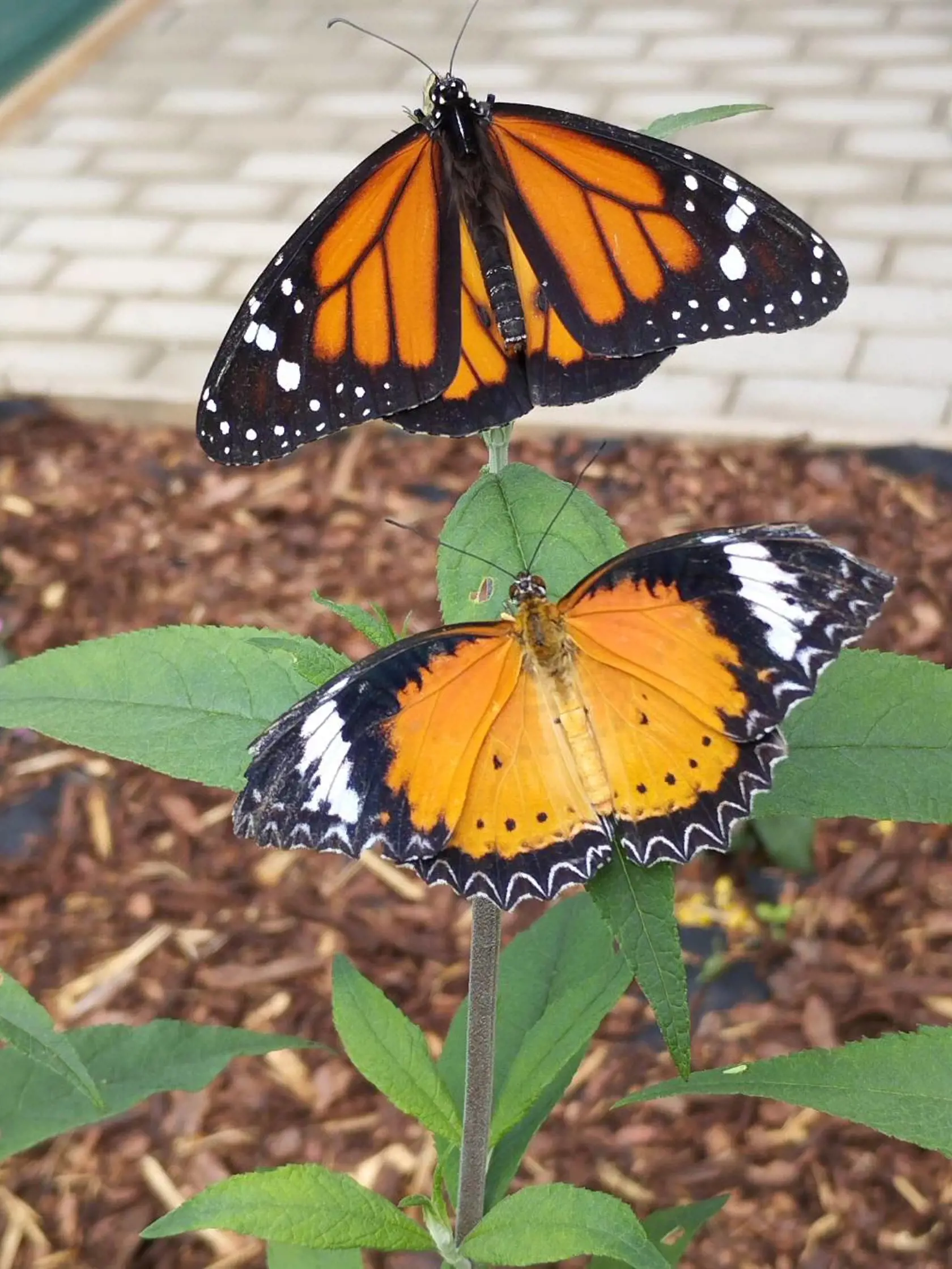 Monarch sťahovavý (Danaus plexippus) je denný motýľ, známy, tým, že každoročne  putuje v obrovských v obrovských húfoch do stredného Mexika, kde zimuje. Dolu je motýľ s názvom Cethosia cyane.