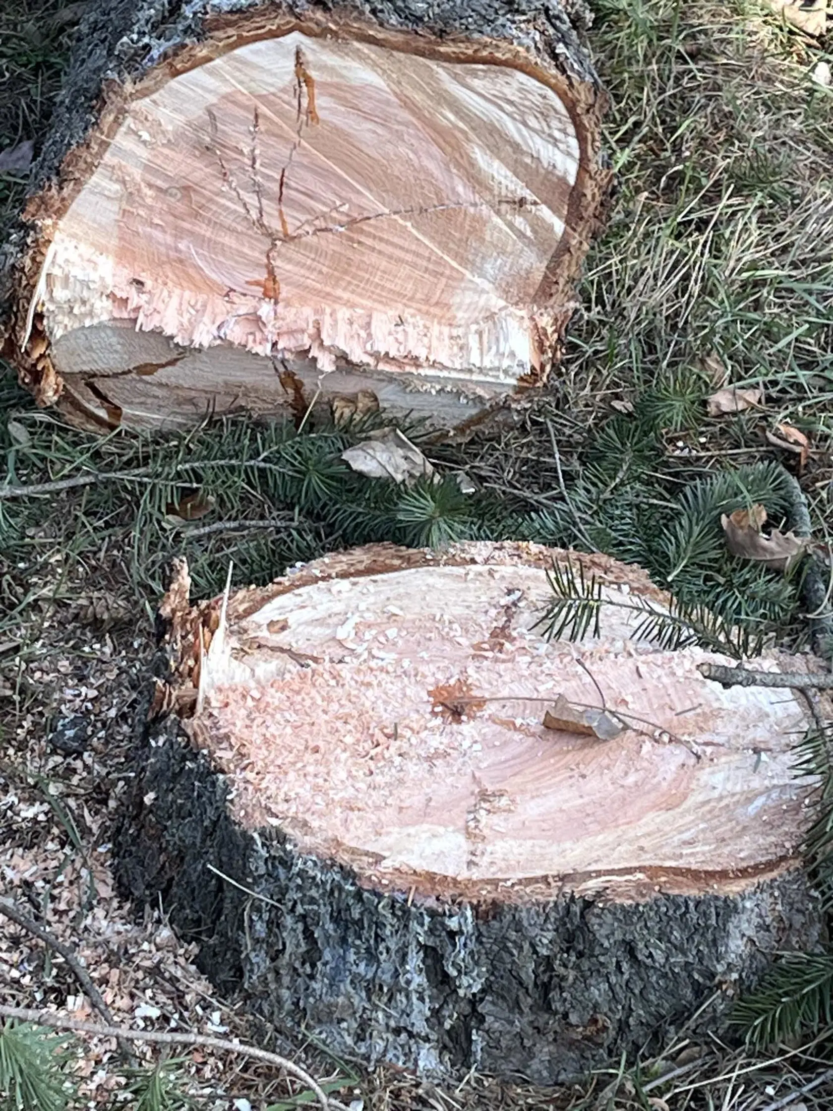 Domáci kritizujú, že zdravé stromy padli za obeť výstavbe.