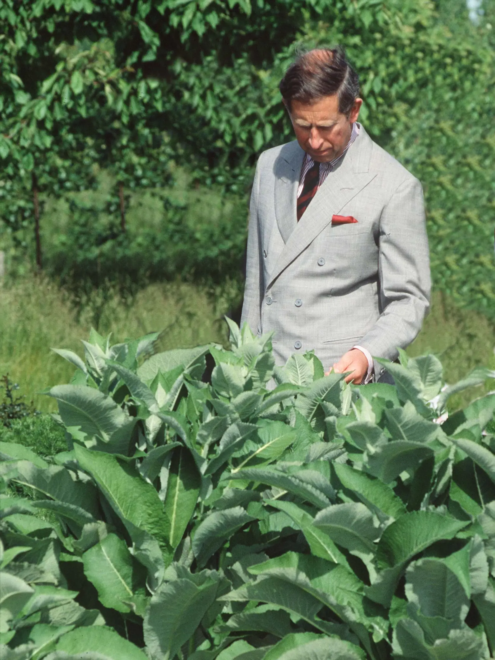 Charles In Organic Garden