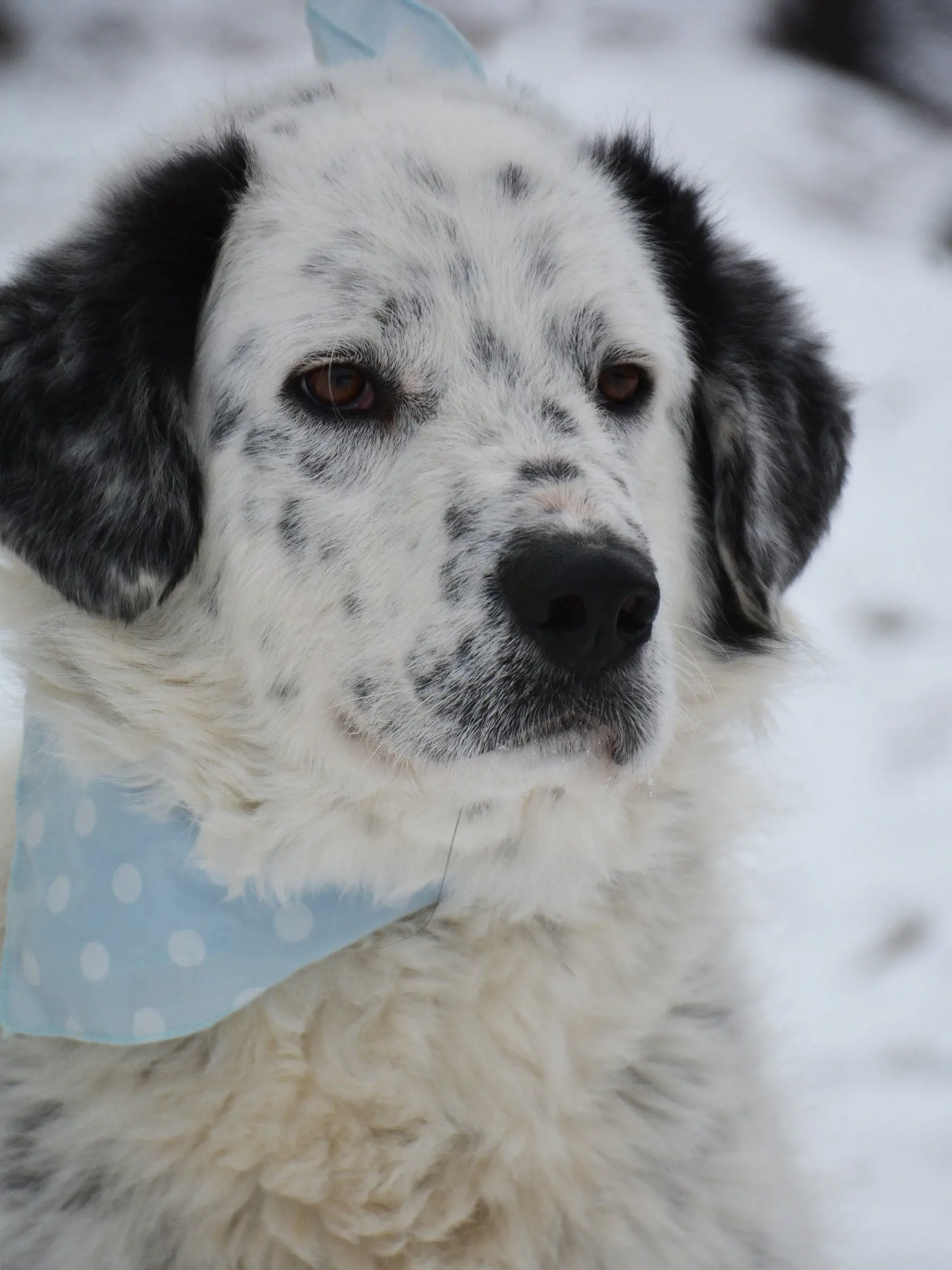 Je vhodný do bytu aj rodinného domu. Pred adopciou bude veterinárne ošetrený, čipovaný a kastrovaný. V prípade záujmu o adopciu, kontaktujte OZ Tuláčik v Brezne na tel.č. 0918 888 411.