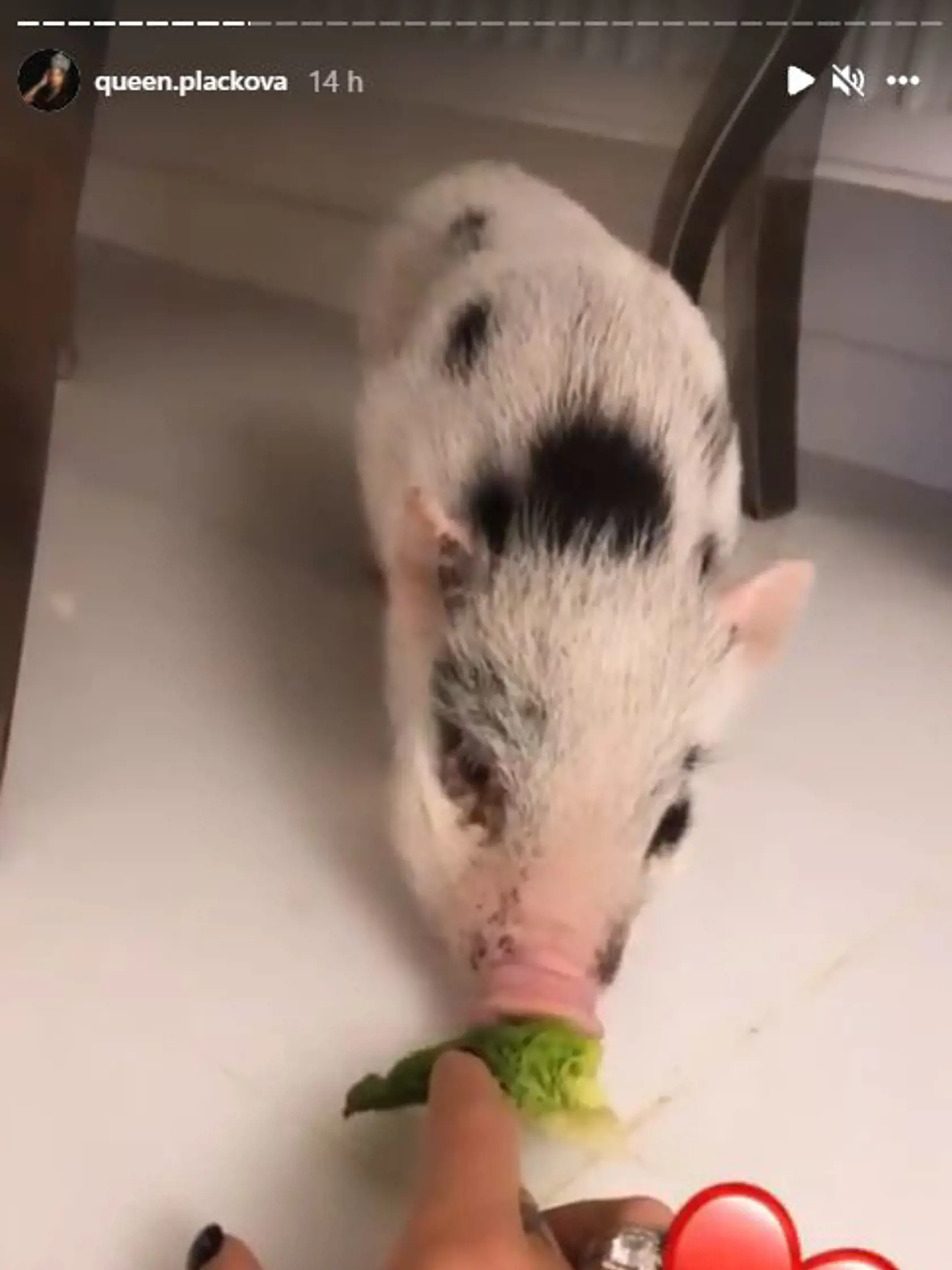 Zuazna a René si kúpili malé rozkošné prasiatko.