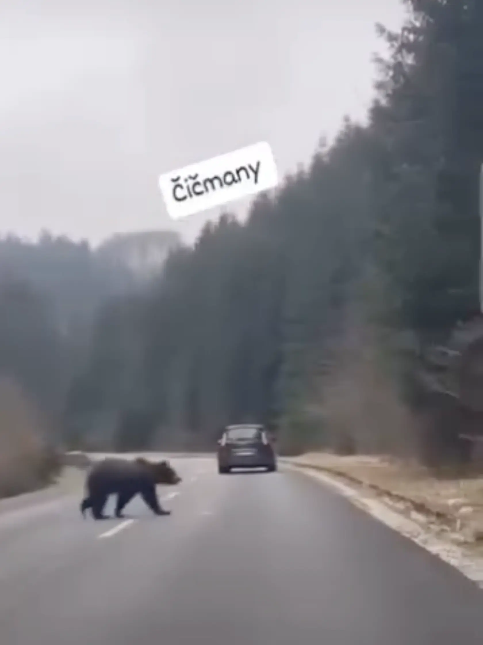 Pokojná prechádzka statného medveďa cez cestu! Ďalší medveď sa vydal na prechádzku, tentokrát za Čičmanmi smerom na Zliechov. Jeho pohyb zachytilo aj video, ktoré sa objavilo na sociálnych sieťach.