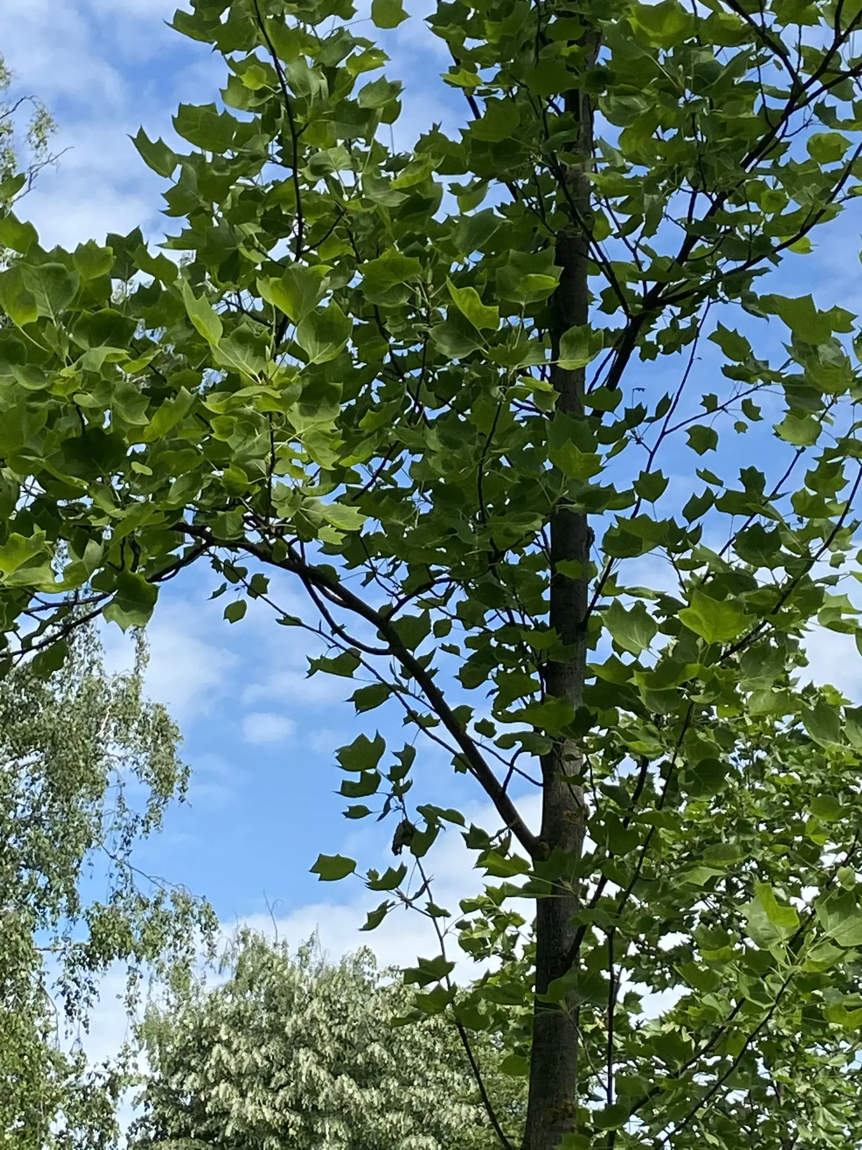 Do parku pribudlo ginko dvojlaločné.