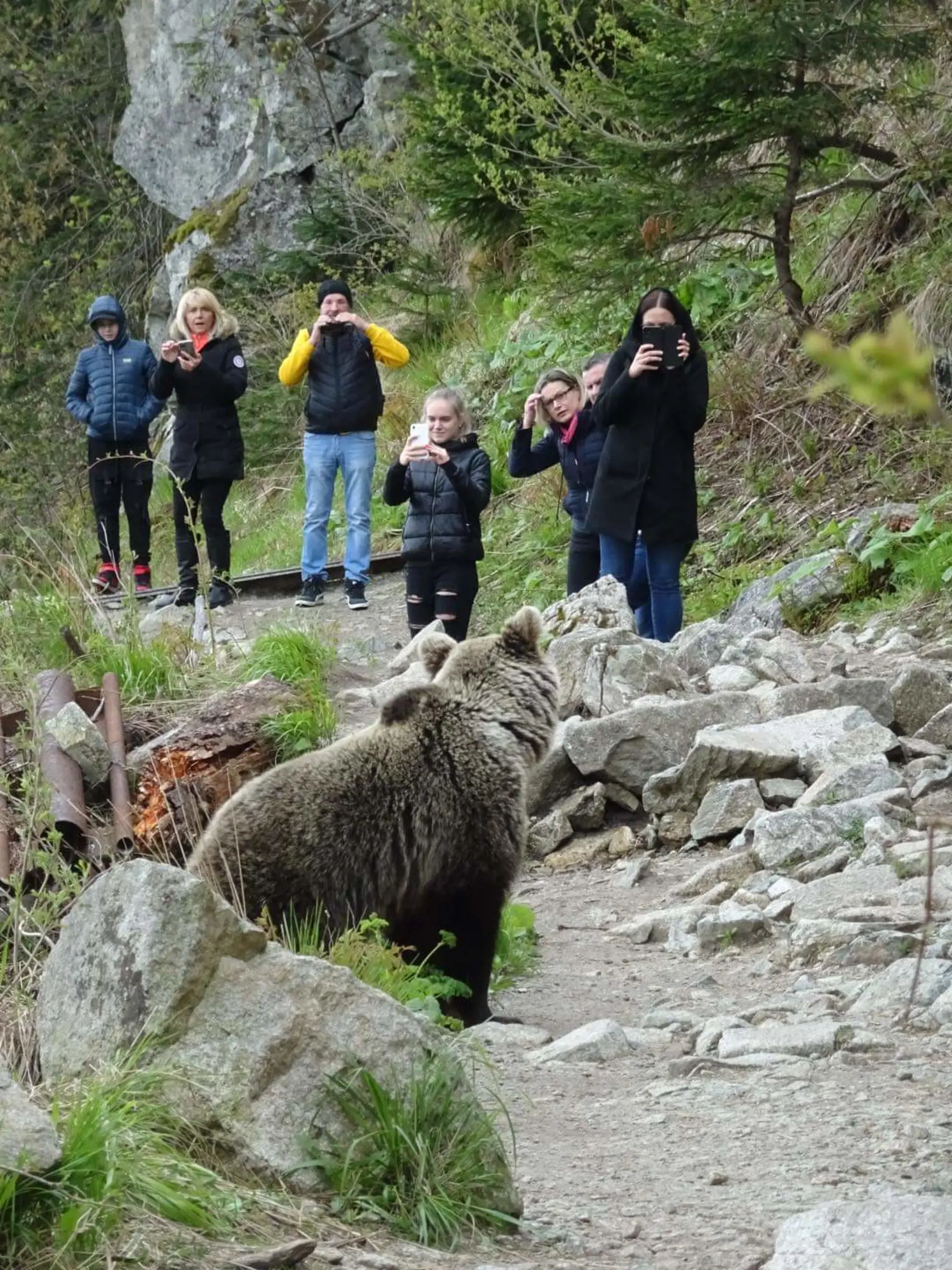Medveď zaútočil na štvorčlennú rodinu. (ilustračná foto).