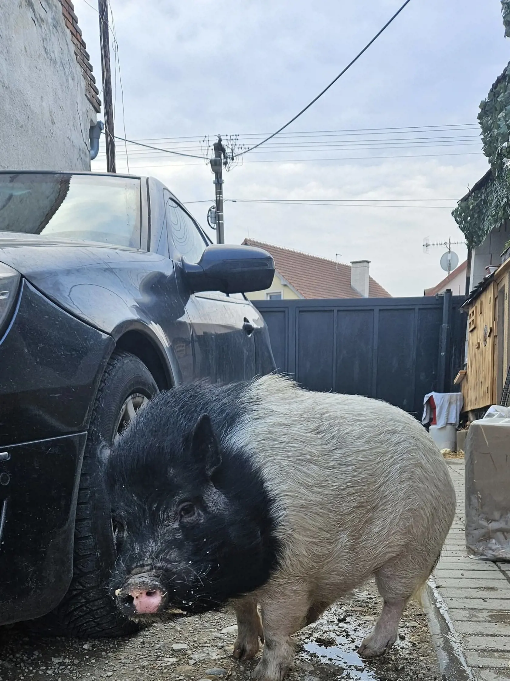 Neprechádza sa len po uliciach, ale keď má možnosť, vbehne obyvateľom Bernolákova aj do dvora.