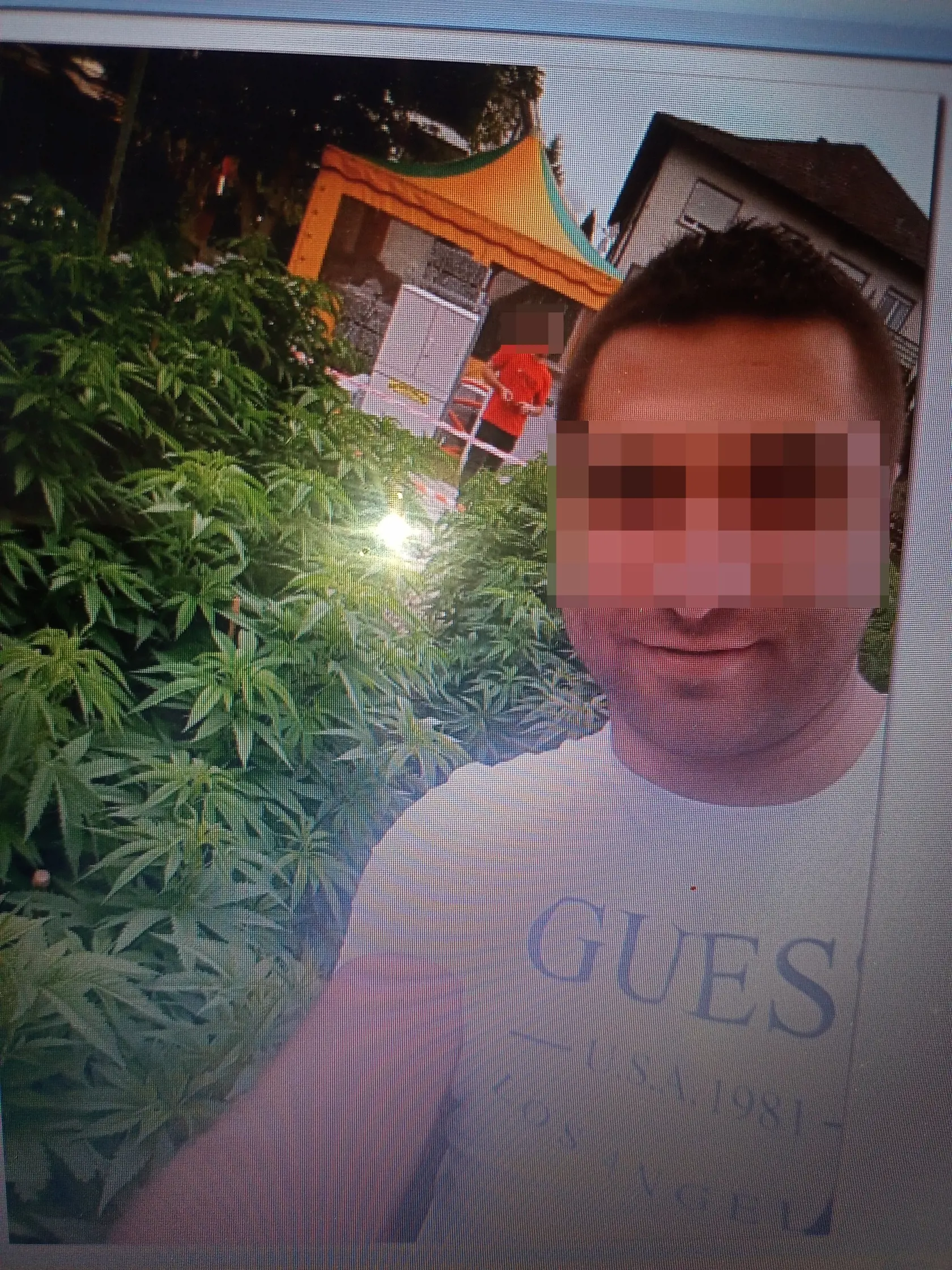 Exmanžel Mie pri záhone s rastlinou konope.