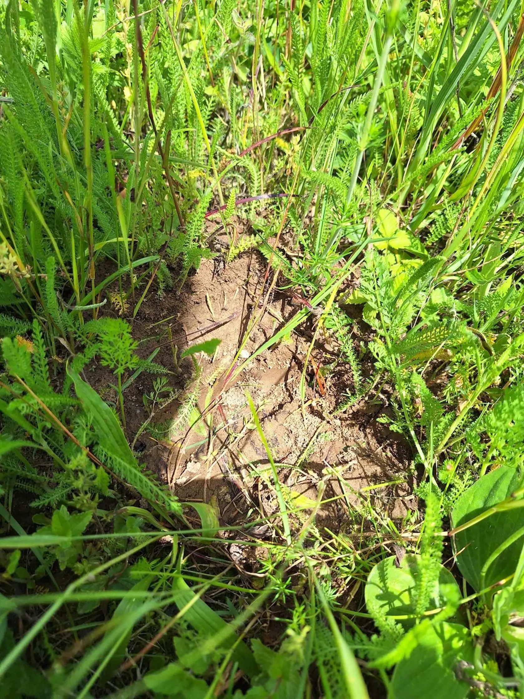 Tzv. “kontajnerové” medvede, tu naopak, nenájdeme. Väčšina domácich tu totiž chová zvieratá a zbytky jedál vie zúžitkovať pri chove poľnohospodárskych zvierat.