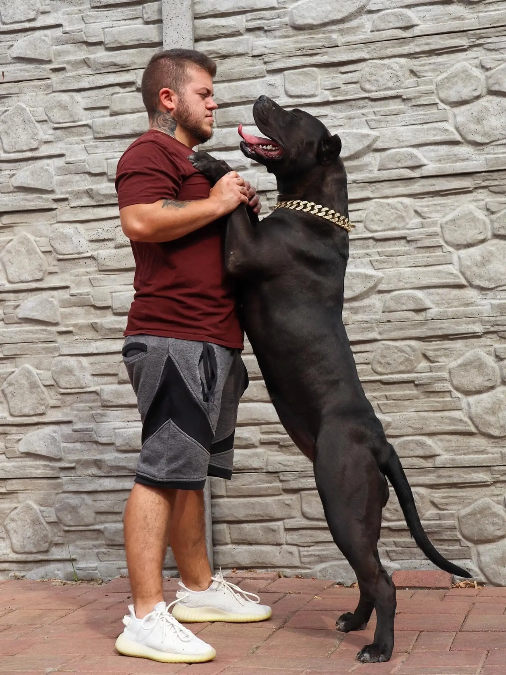 Slovenský chovateľ American bully psov Adam Kučera vraví, že zákon v Anglicku sleduje pozorne. Viacerí chovatelia sa radšej sťahujú z krajiny, len aby si psov mohli nechať.