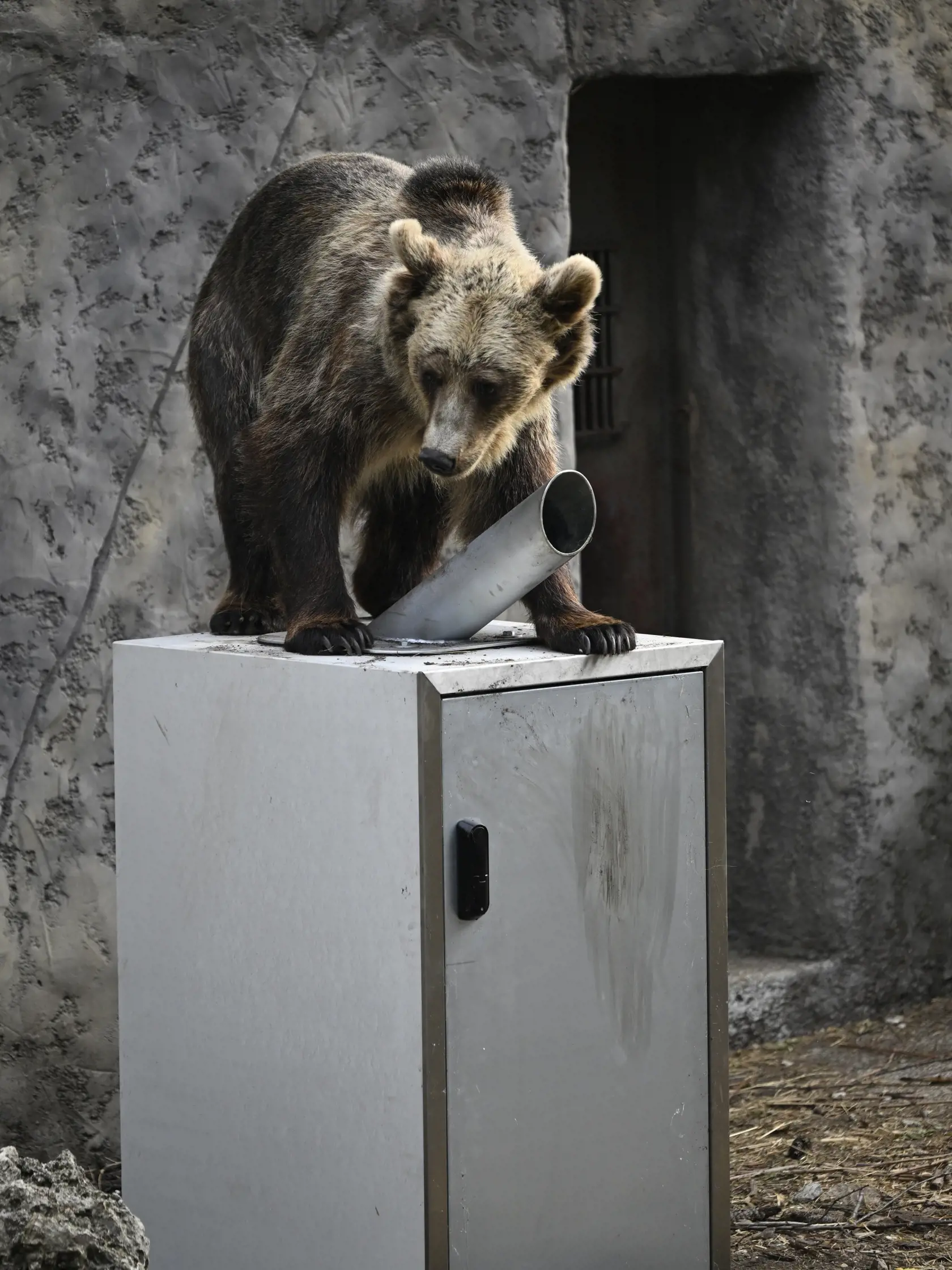 Na snímke medveď hnedý sa snaží otvoriť betónový kryt s kontajnerom na zber plastových fľaš a plechoviek, počas testu odolnosti v Národnej zoologickej záhrade Bojnice. Medvede z Národnej zoologickej záhrady Bojnice v týchto dňoch testovali odolnosť špeciálneho krytu na kontajnery na plast a plechovky. Kryty plánujú umiestniť v národných parkoch a zabrániť, aby tam voľne žijúce jedince chodili rozhrabávať odpad. Bojnice, 4. júla 2023. FOTO TASR - Radovan Stoklasa