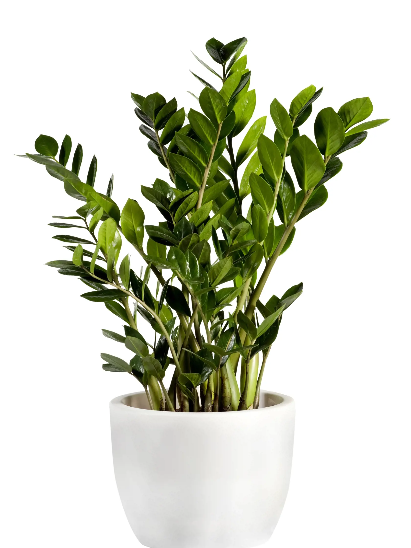 izbové kvety - Zamioculcas zamiifolia