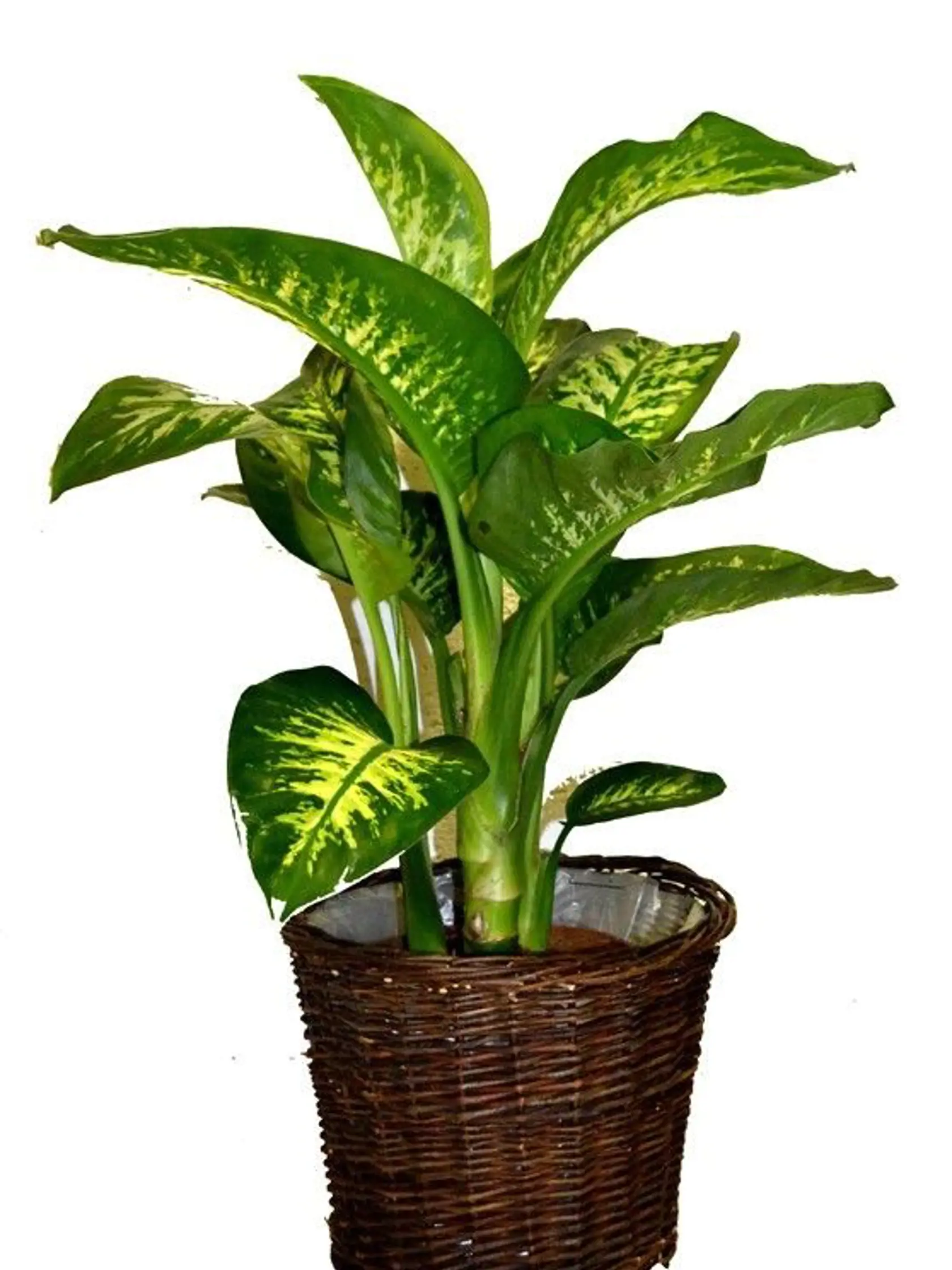Diffenbachia