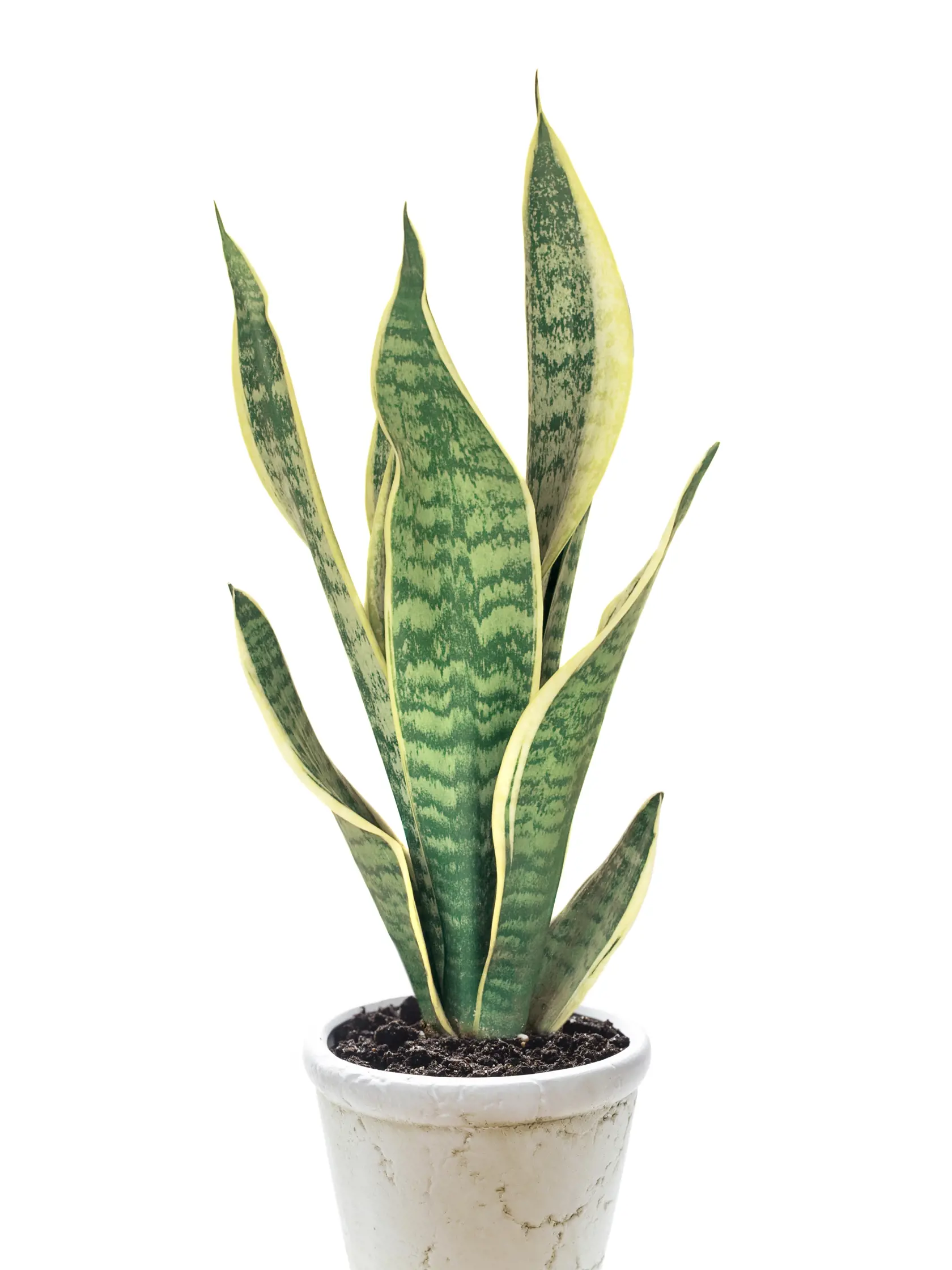 izbové kvety -  Sansevieria - svokrin jazyk