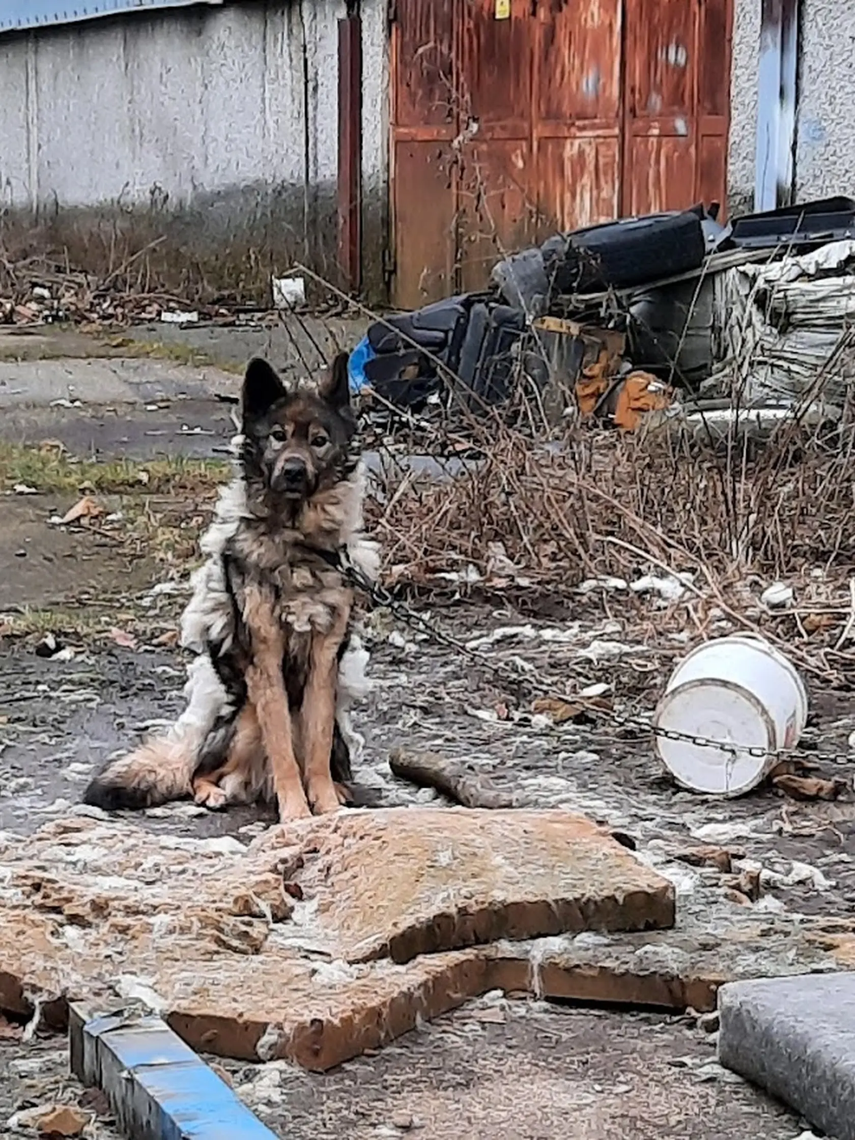Niko predtým, ako sa oňho postarali v útulku: podvýživený a na reťazi.