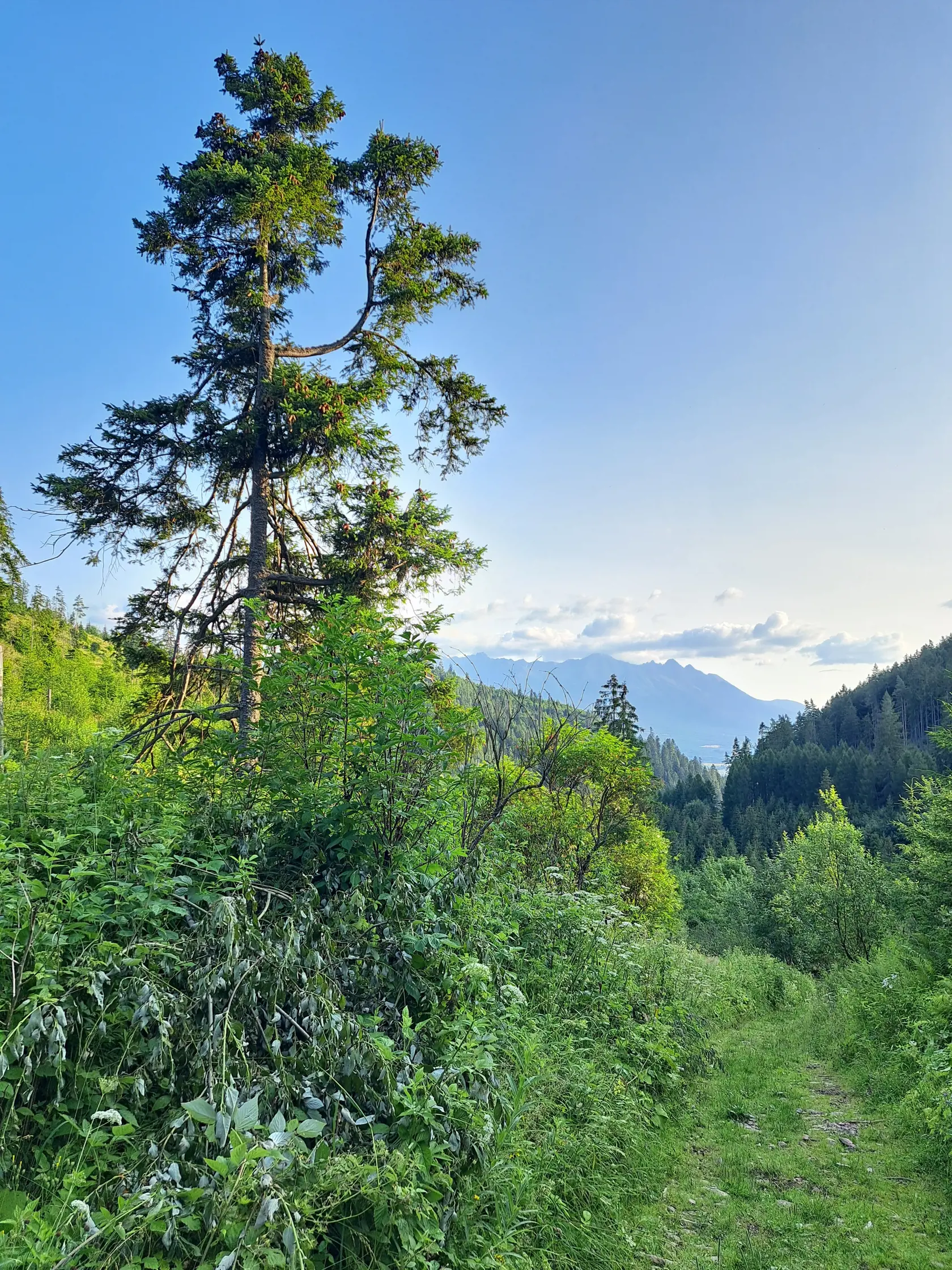 Na snímke pohľad na Vysoké Tatry z lesa za Lopušnou dolinou v nedeľu 23. júla 2023.