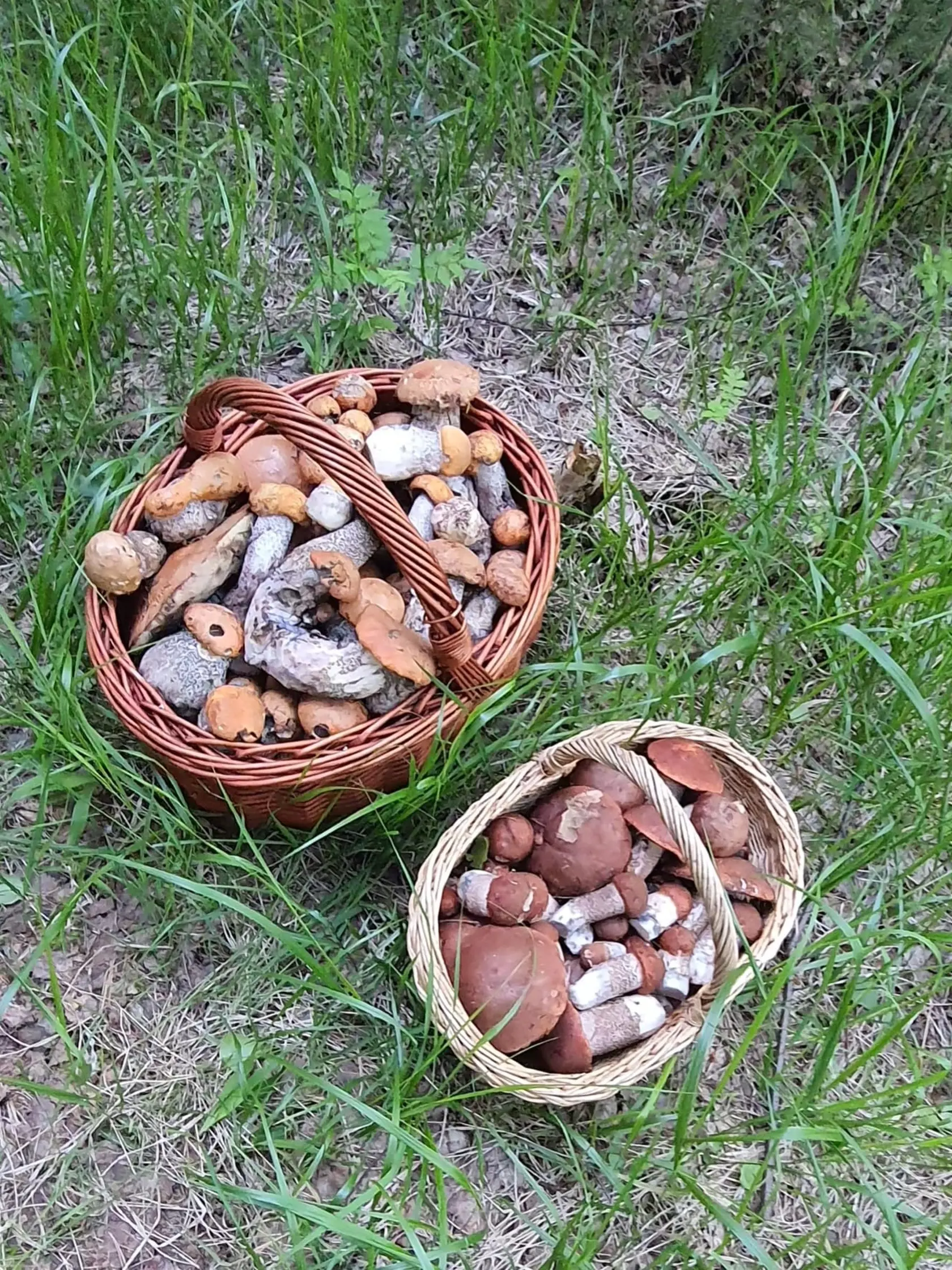 N asociálnych sieťach sa hubári občas predháňajú v tom, kto nazbieral viac košíkov húb.
