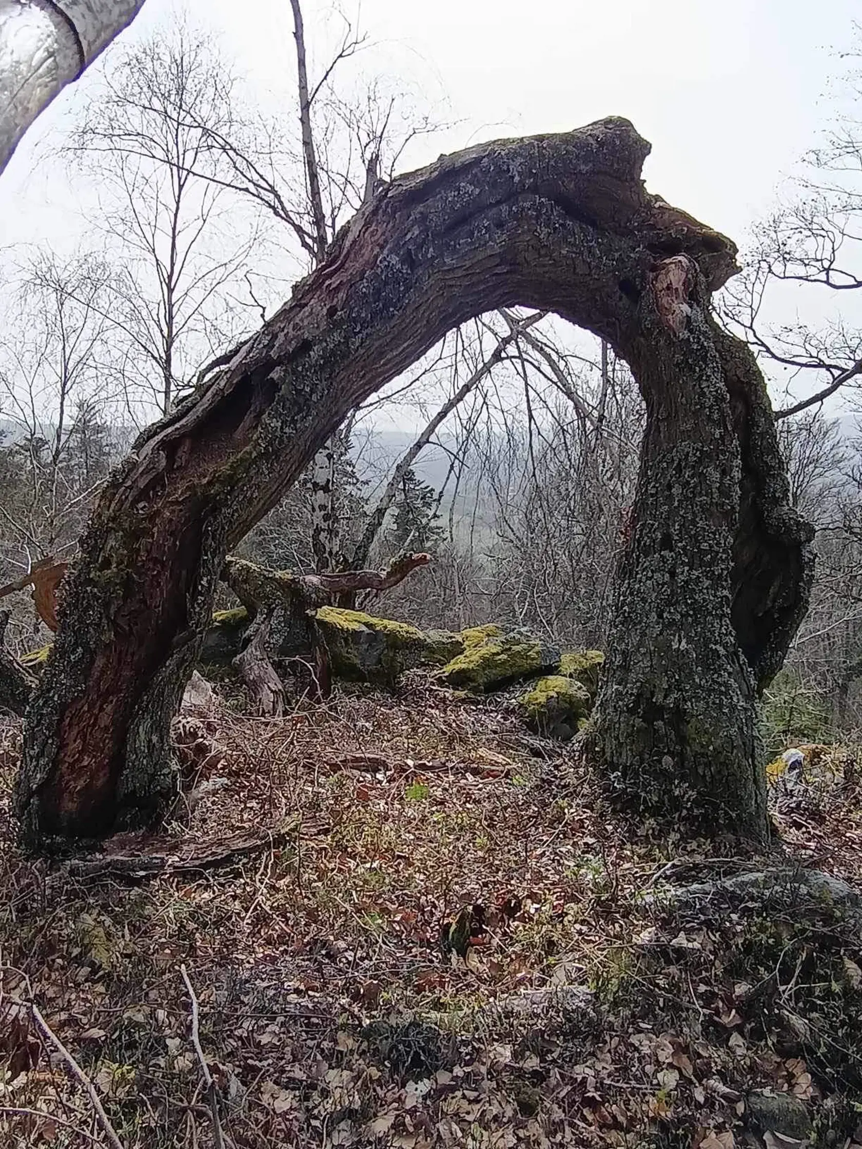 Pohorie Tribeč. Vchod do trhliny?