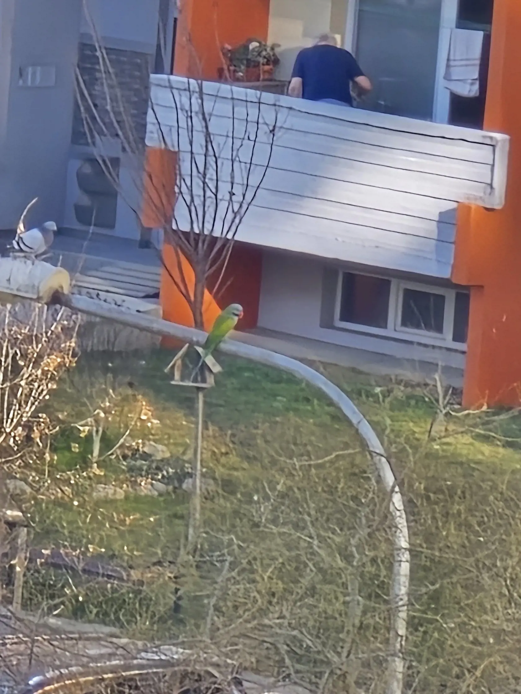 Jerguš vo februári zachytil alexandra čínskeho aj spolu s holubom.