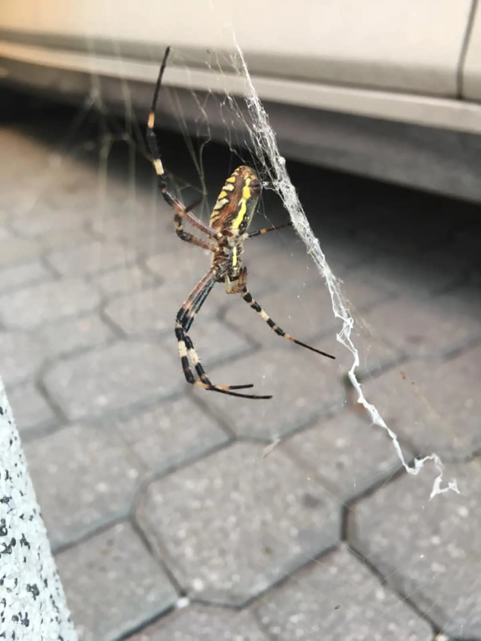 Pavúky desia najmä kvôli veľkosti.