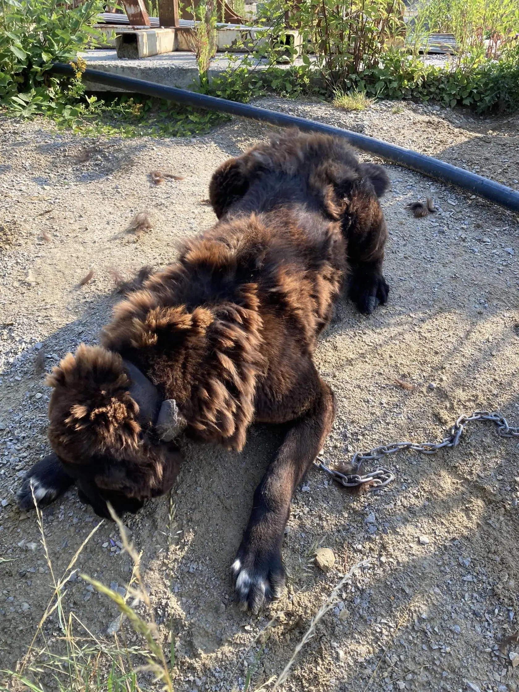 Preto následne podal podnet na Regionálnu veterinárnu a potravinovú správu Banská Bystrica (RVPS), avšak podľa neho sa nič nezmenilo.